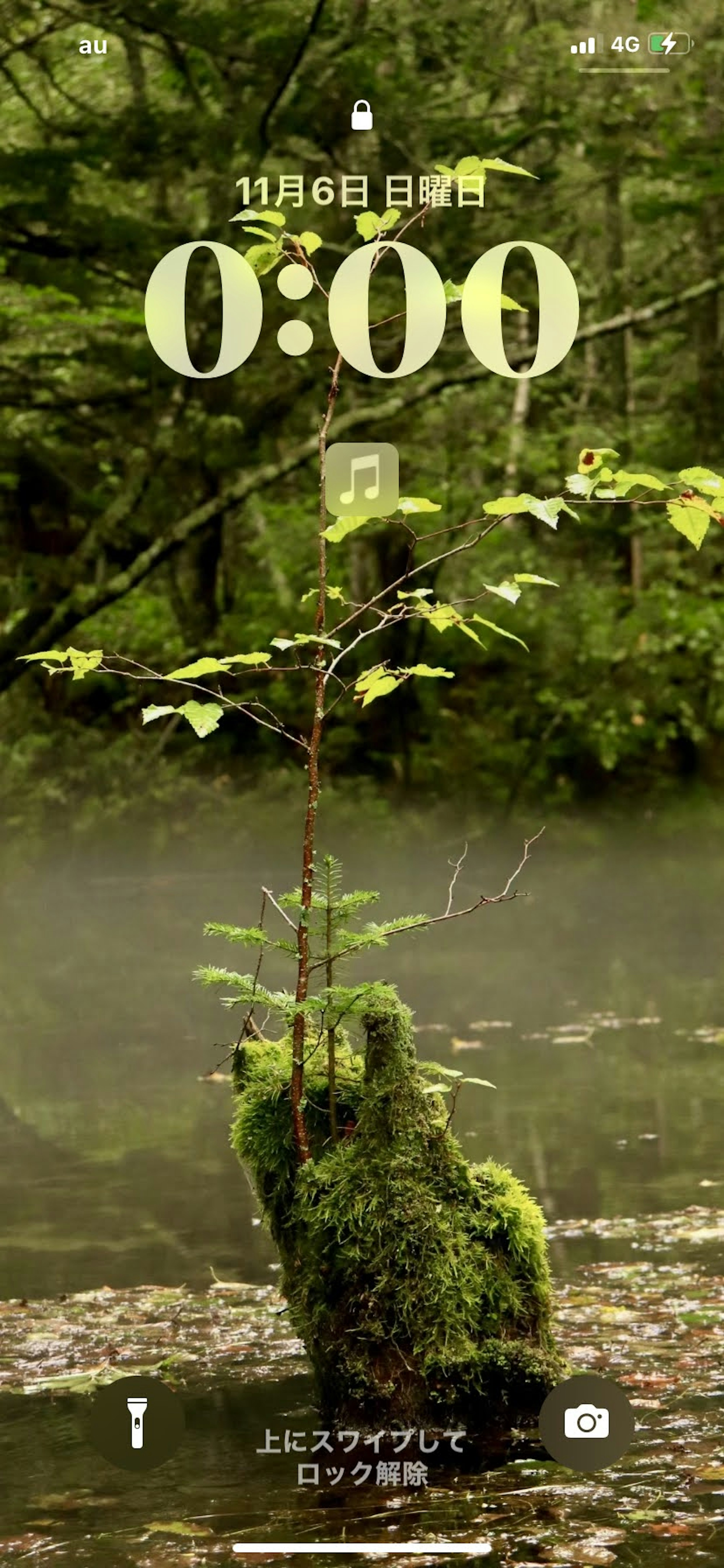 Un piccolo albero circondato da una vegetazione lussureggiante con riflessi sull'acqua in una foresta serena