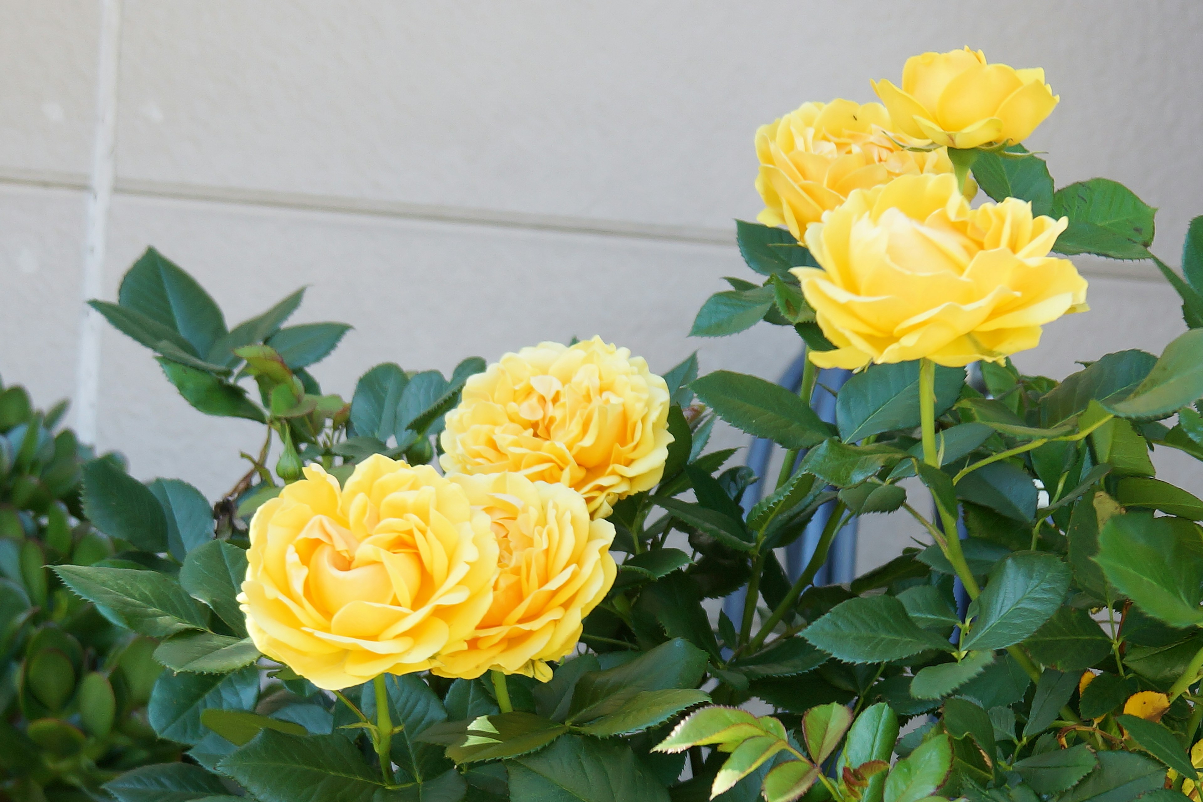 Primer plano de rosas amarillas en flor con hojas verdes exuberantes