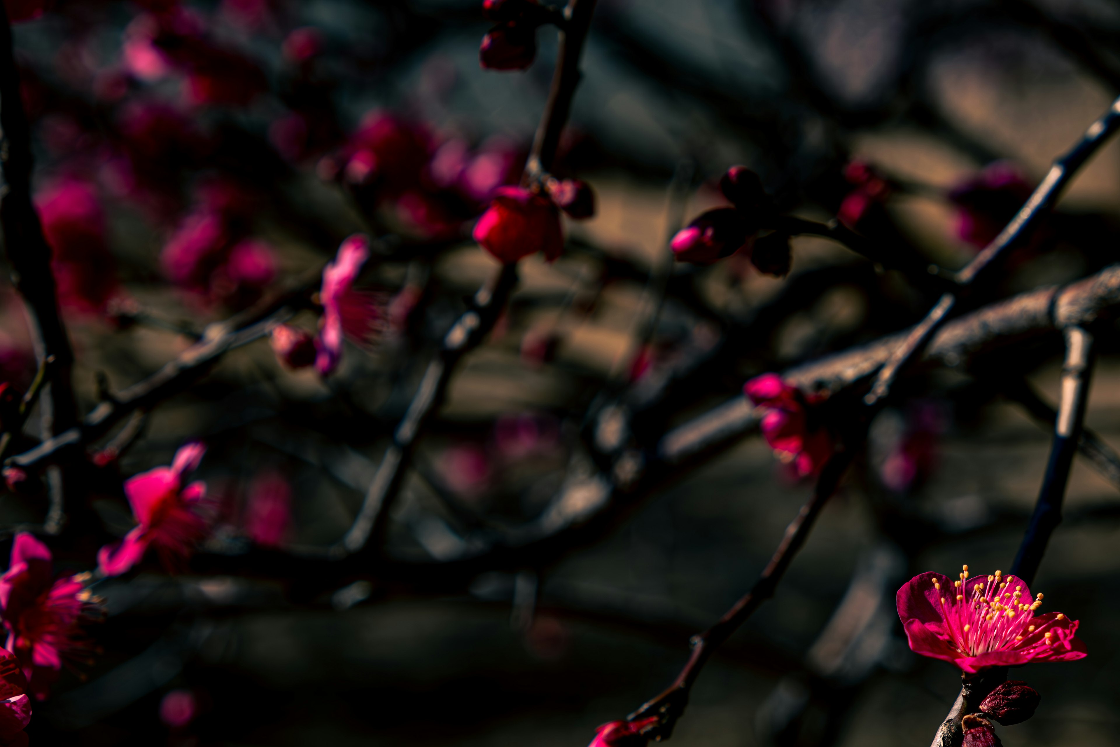 Nahaufnahme von roten Blumen und Ästen vor dunklem Hintergrund