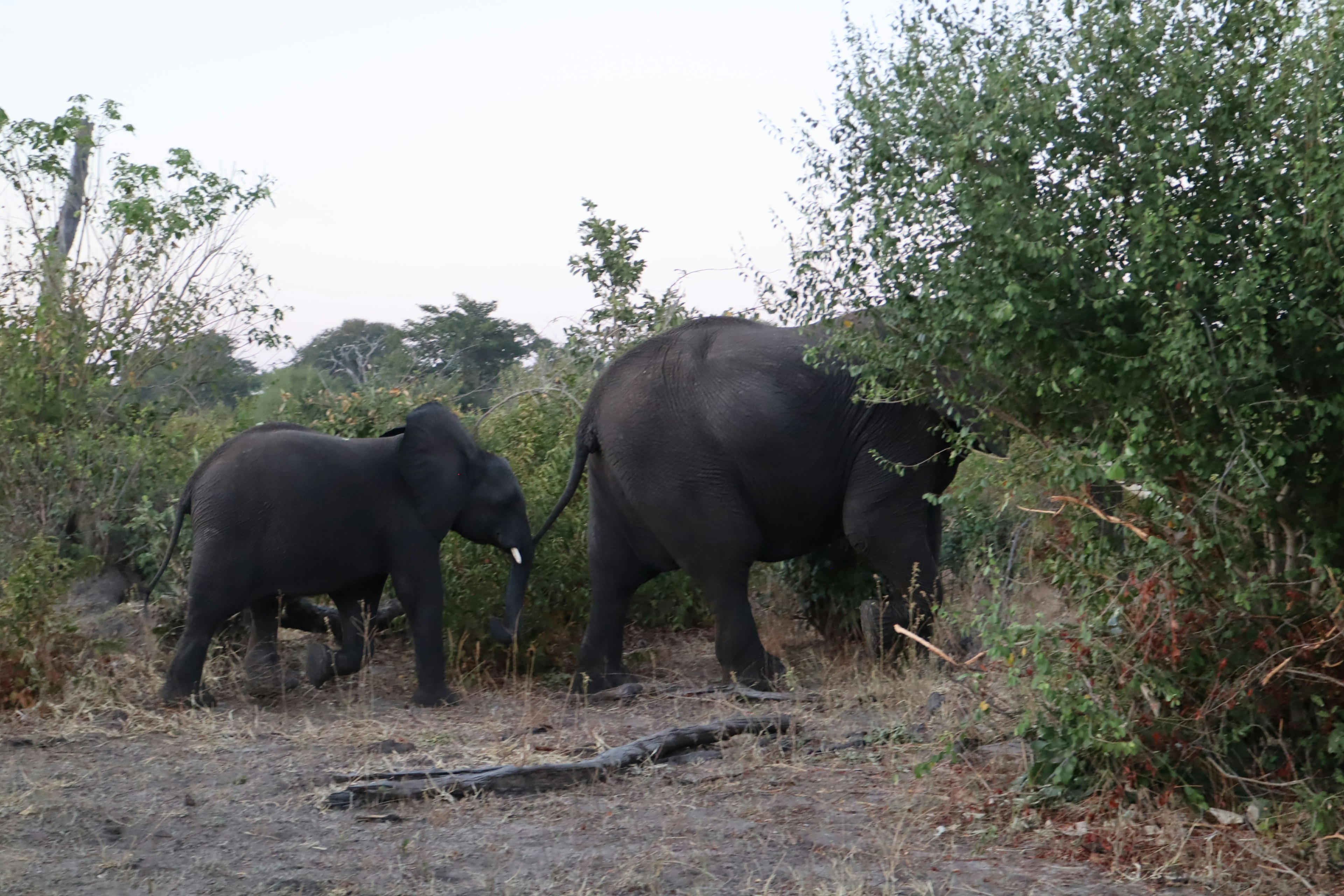 Une mère et un bébé éléphant marchant à travers un buisson