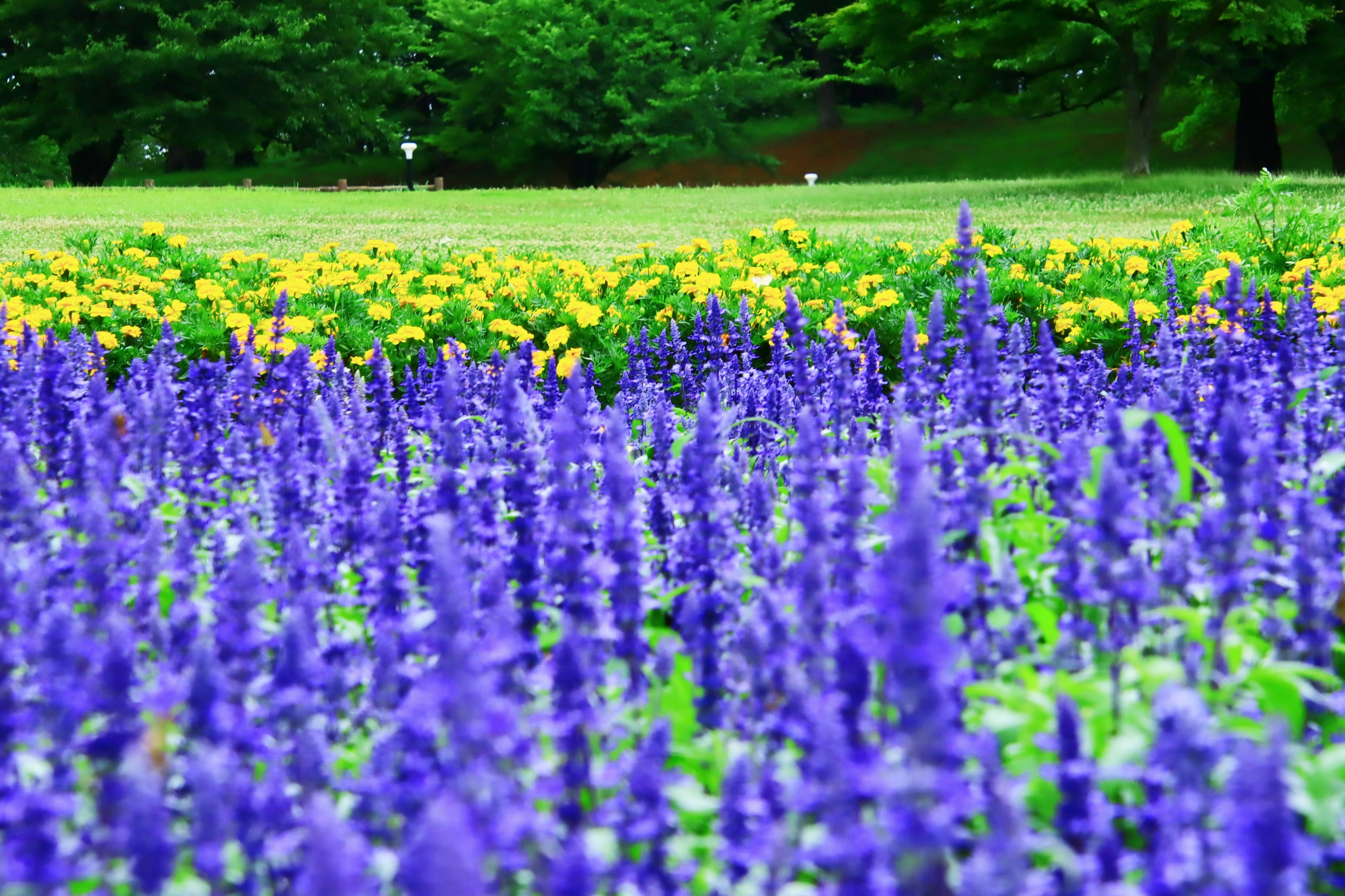 A field of purple lavender flowers with yellow flowers in the background