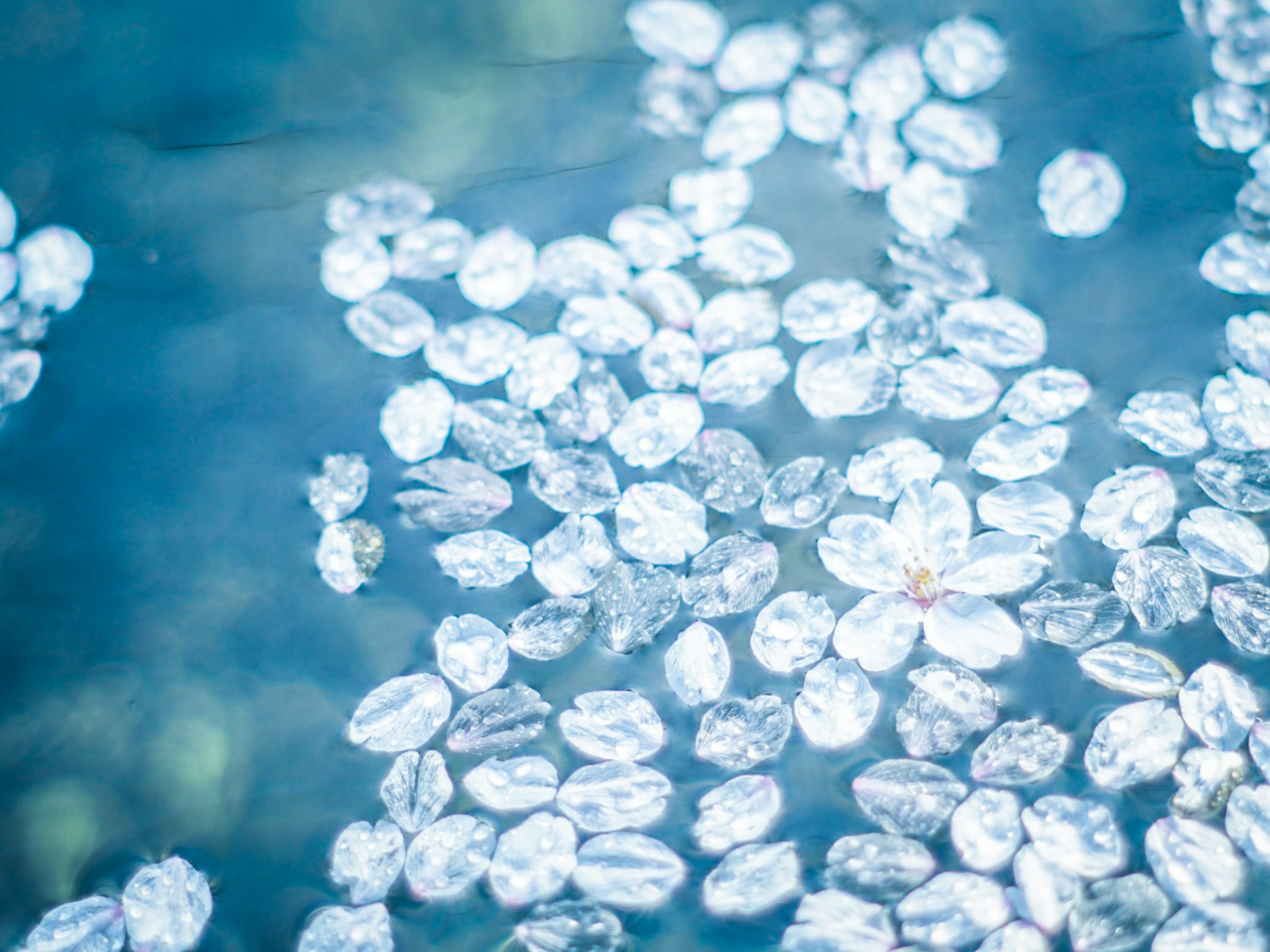 Transparent flower petals floating on the water surface with reflections