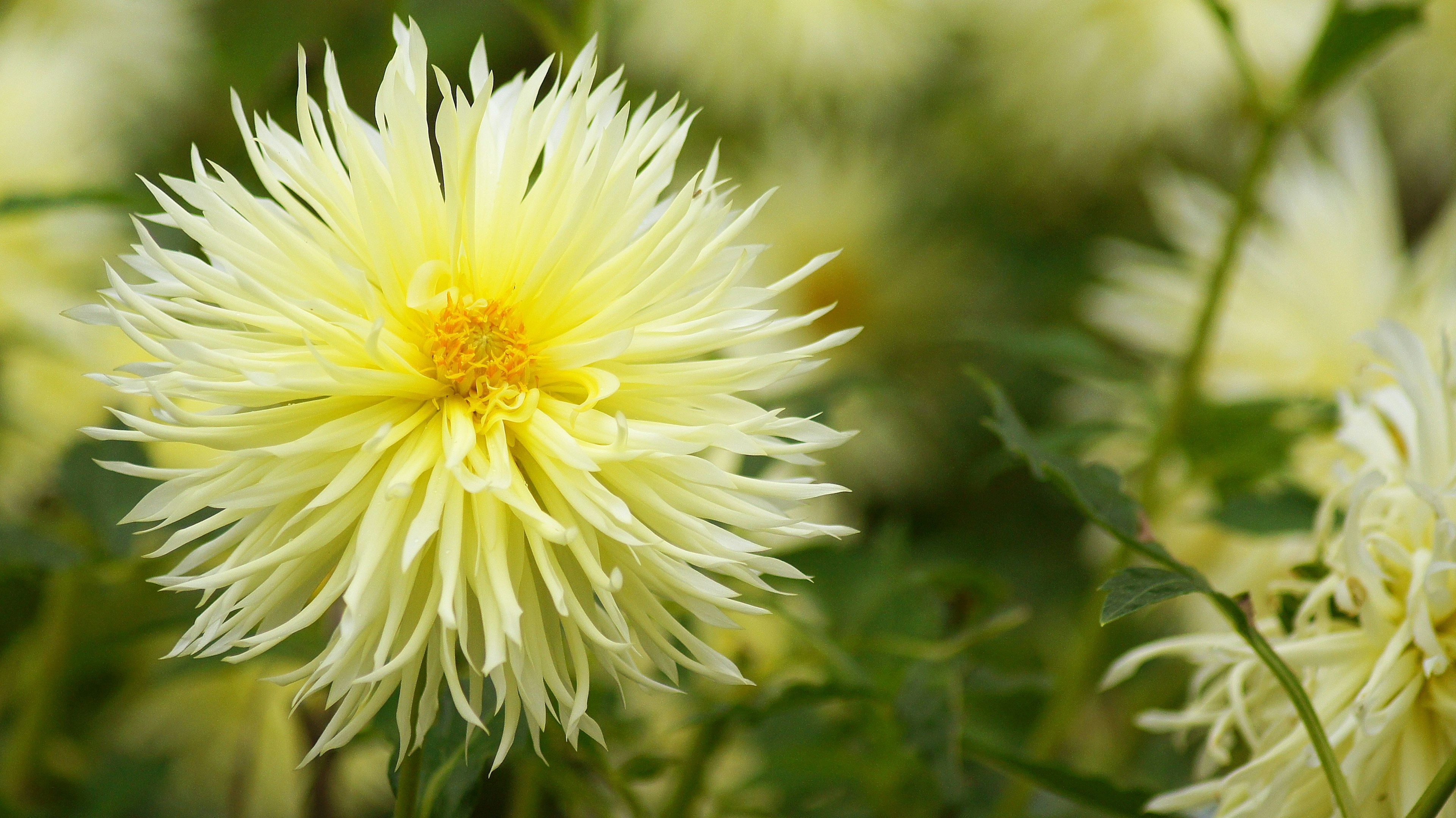 A fluffy yellow flower in bloom surrounded by greenery