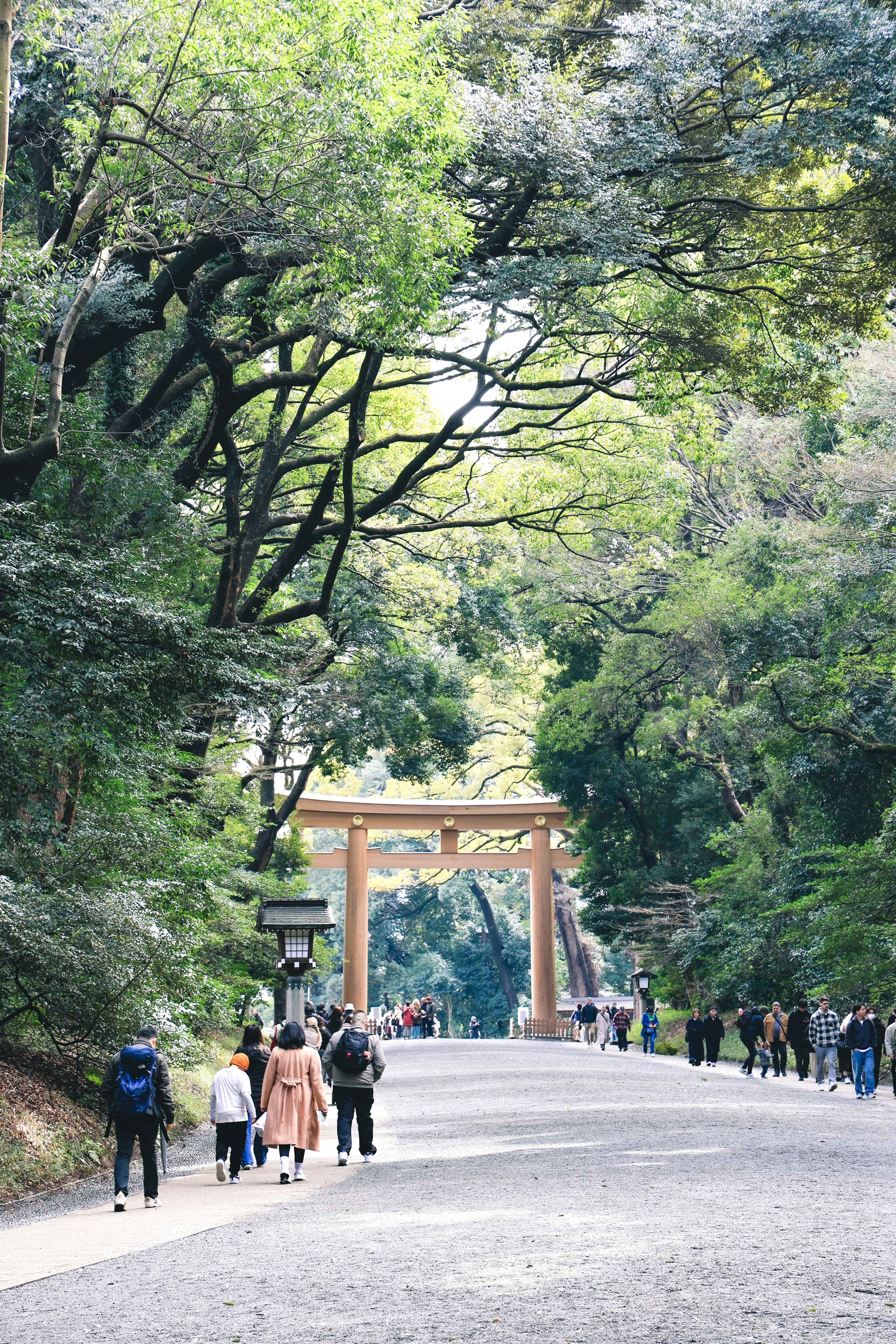 緑豊かな木々に囲まれた道を歩く人々と大きな鳥居