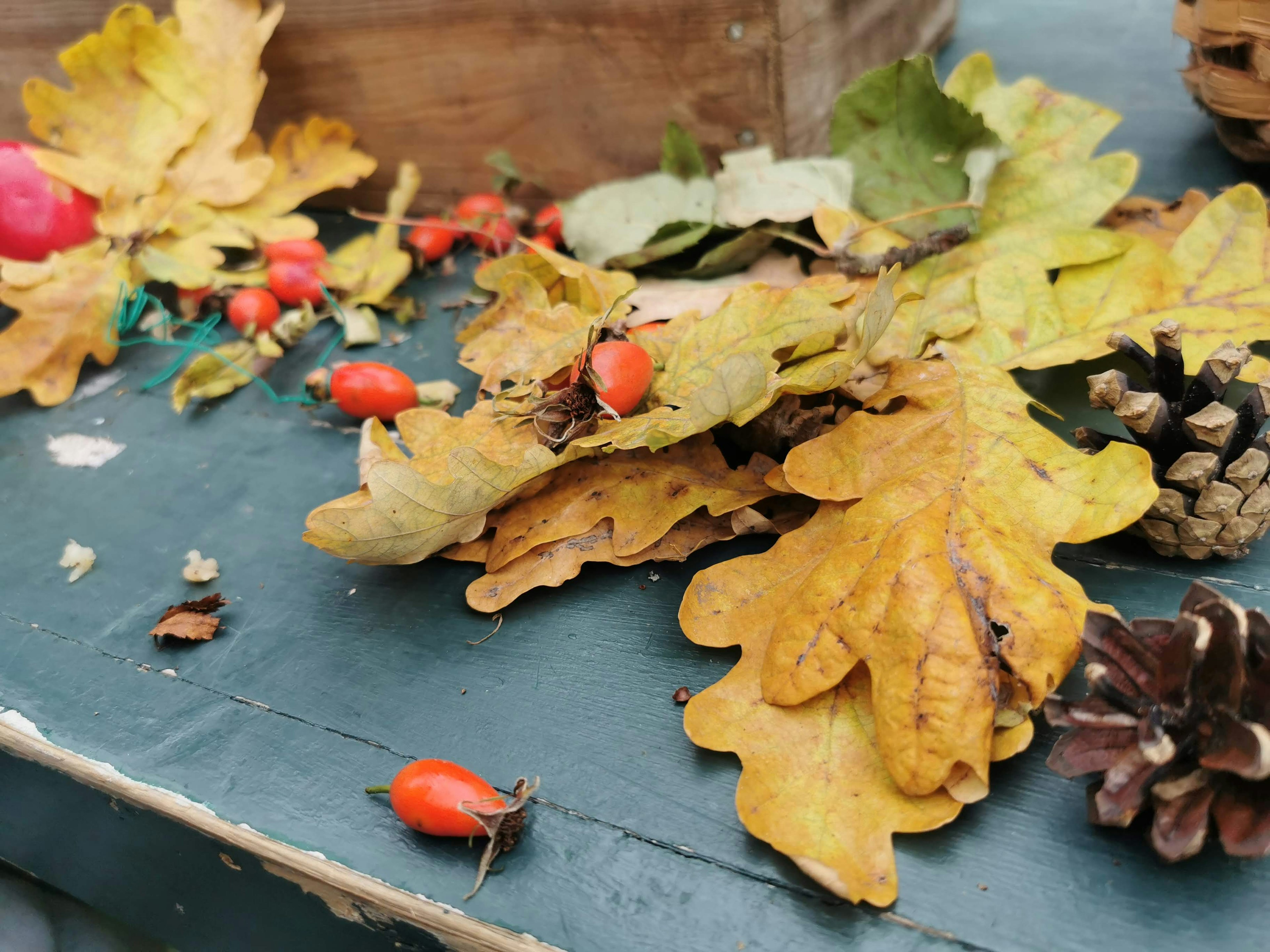 Autumn leaves and pine cones scattered on a green surface