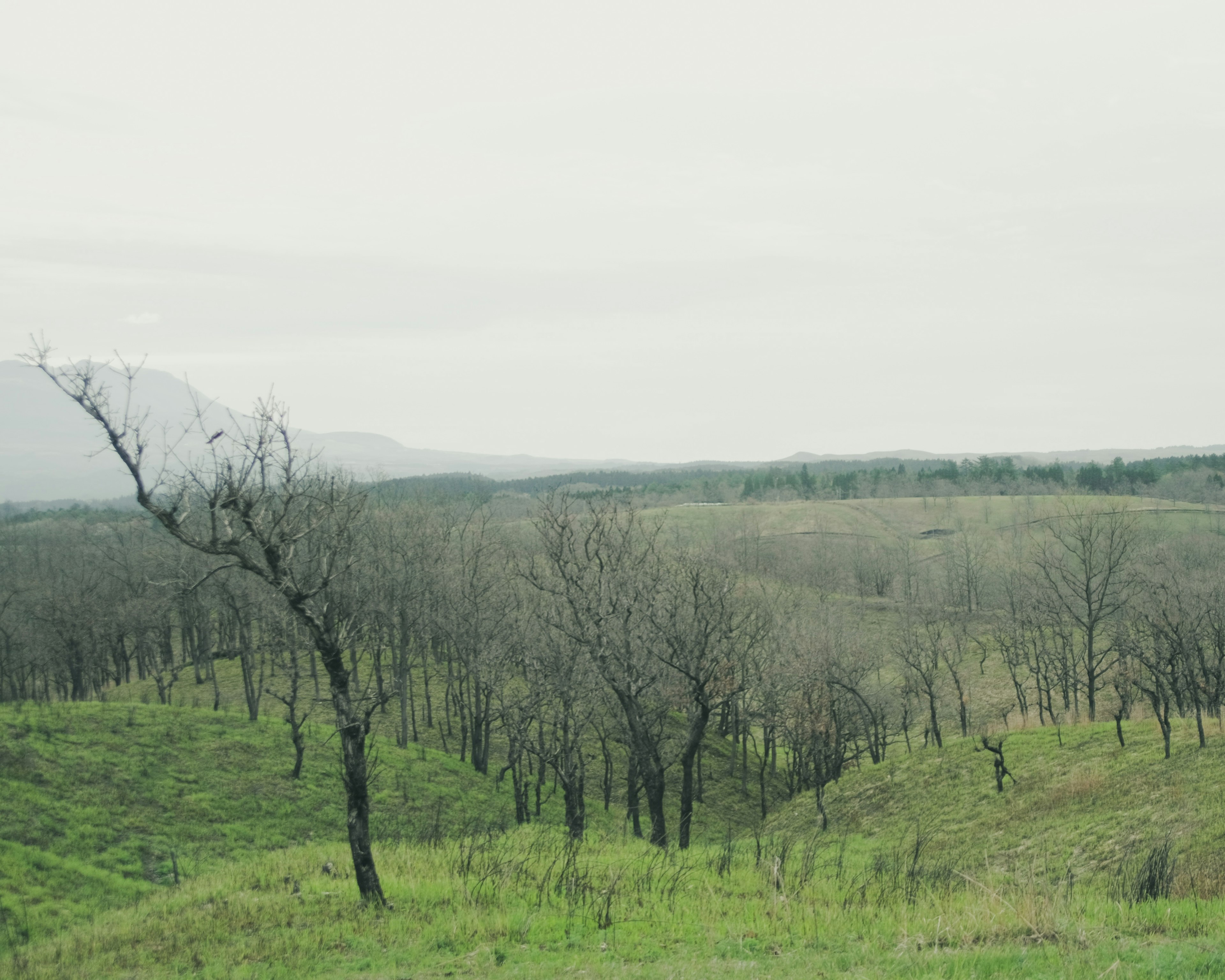 Paysage avec de l'herbe verte et des arbres nus sous un ciel nuageux