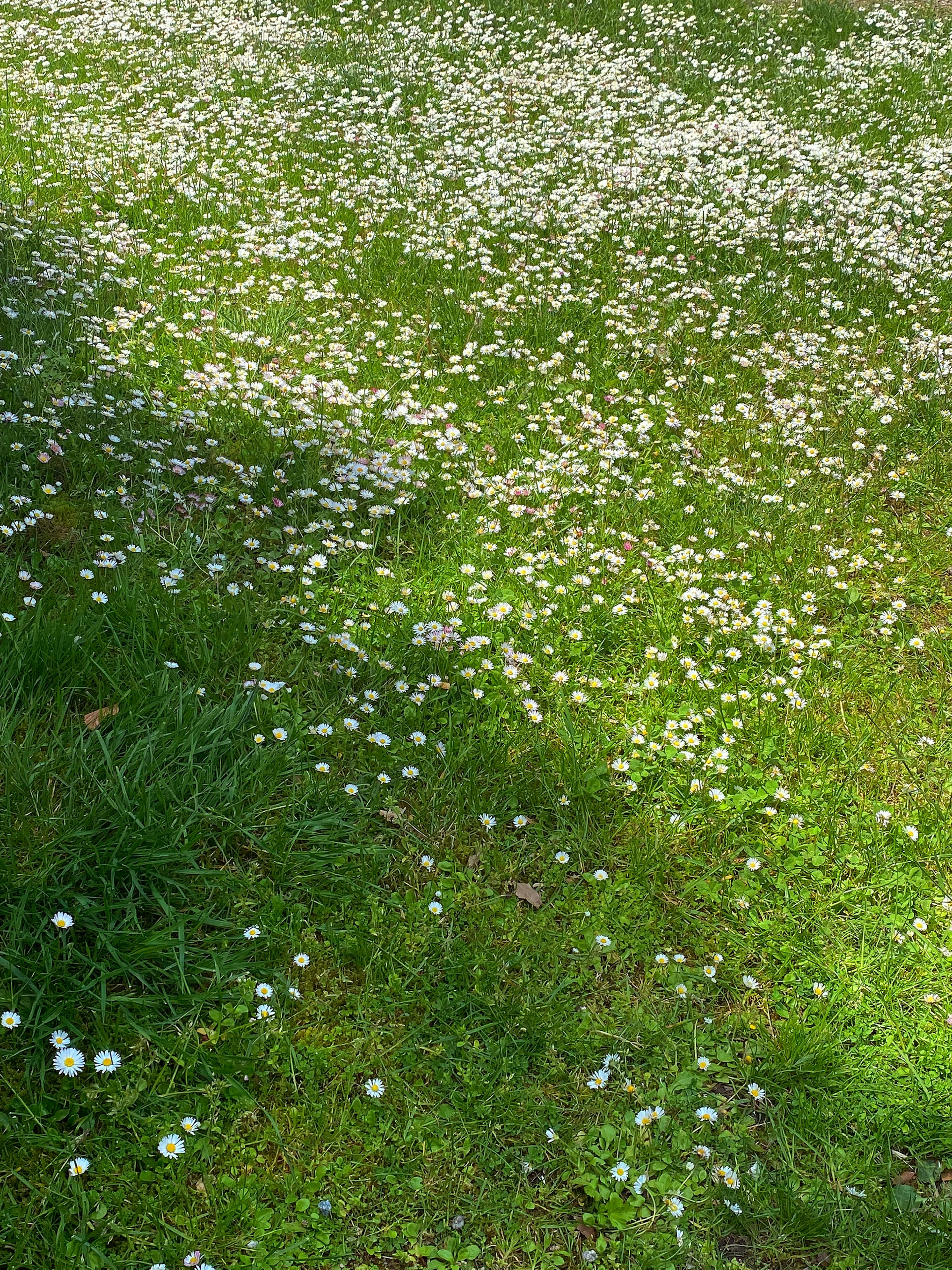 Un prato verde coperto di petali di fiori bianchi sparsi