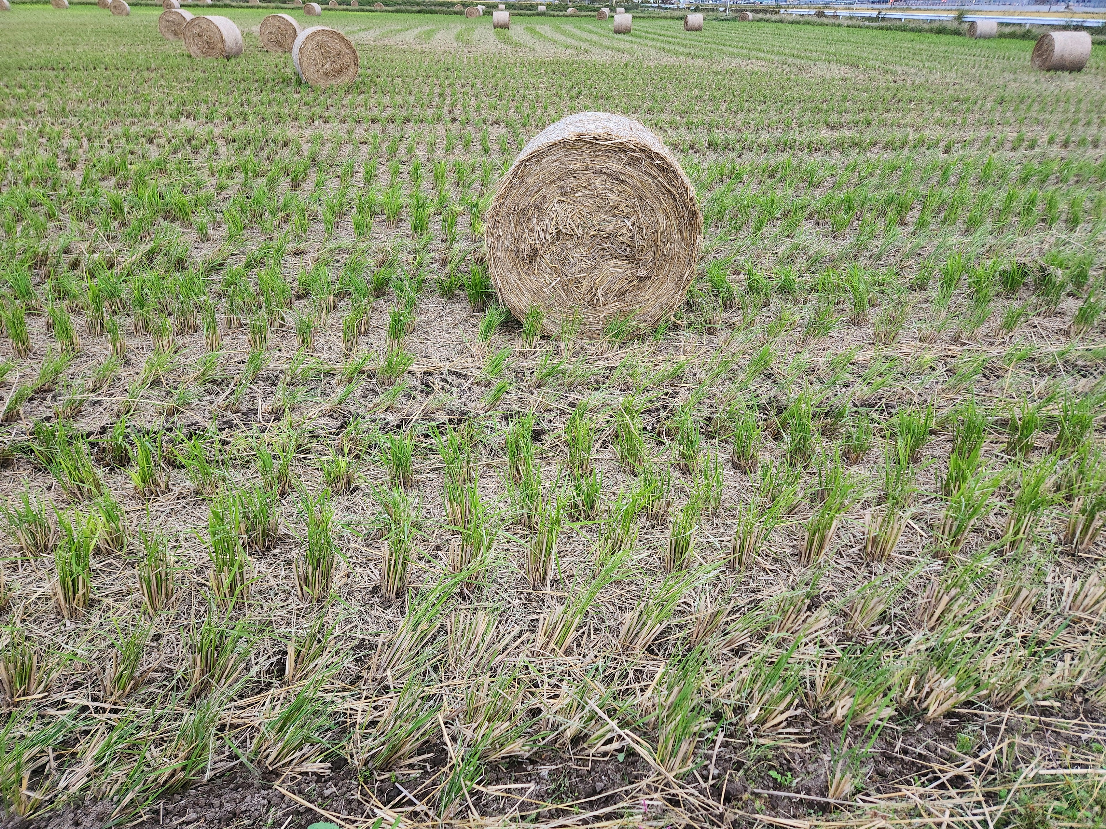 Rice field with green plants and hay bales