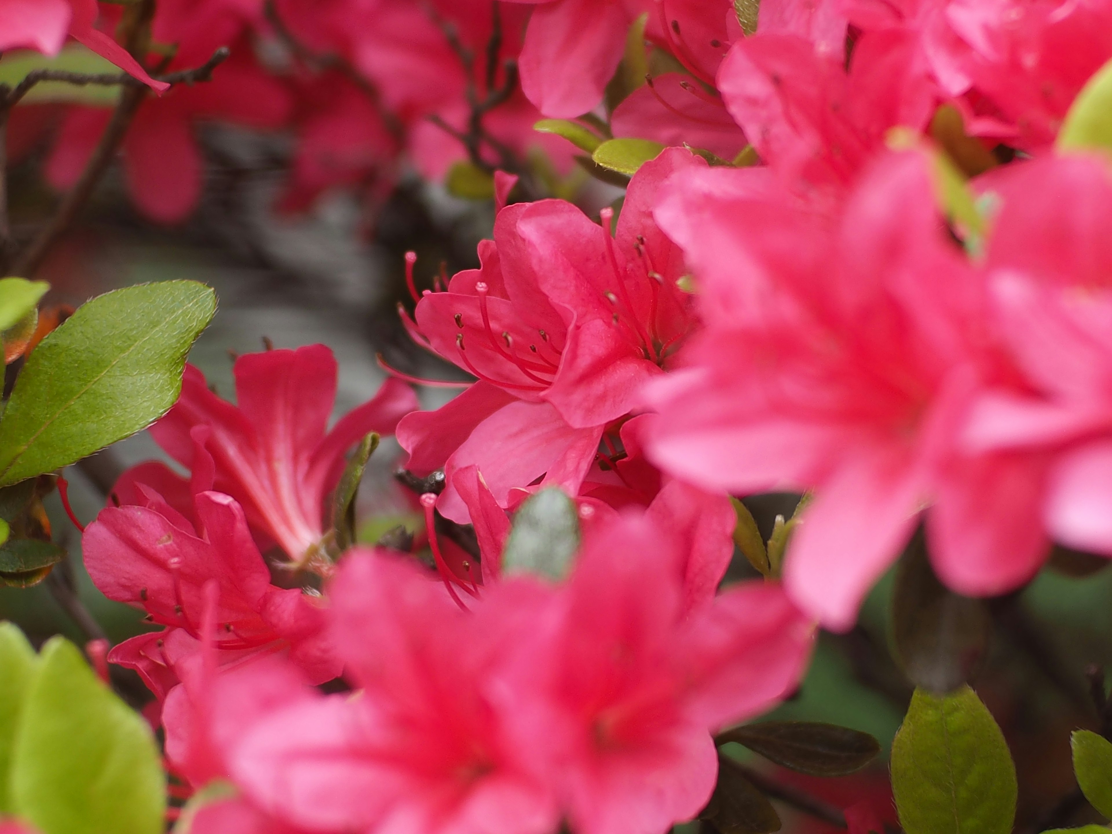 Bunga azalea merah muda yang cerah mekar dengan daun hijau subur