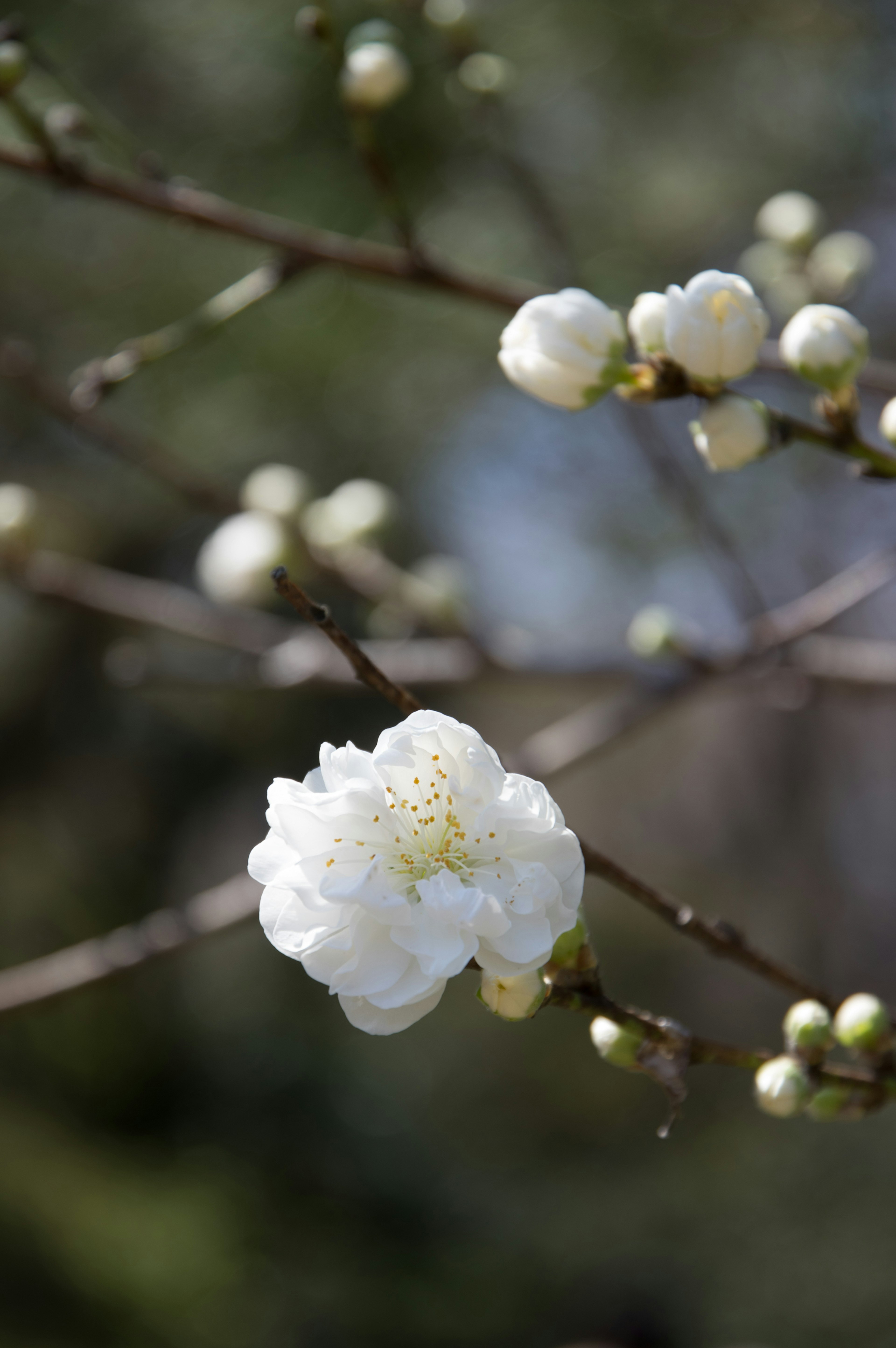 特寫一枝盛開白花的樹枝