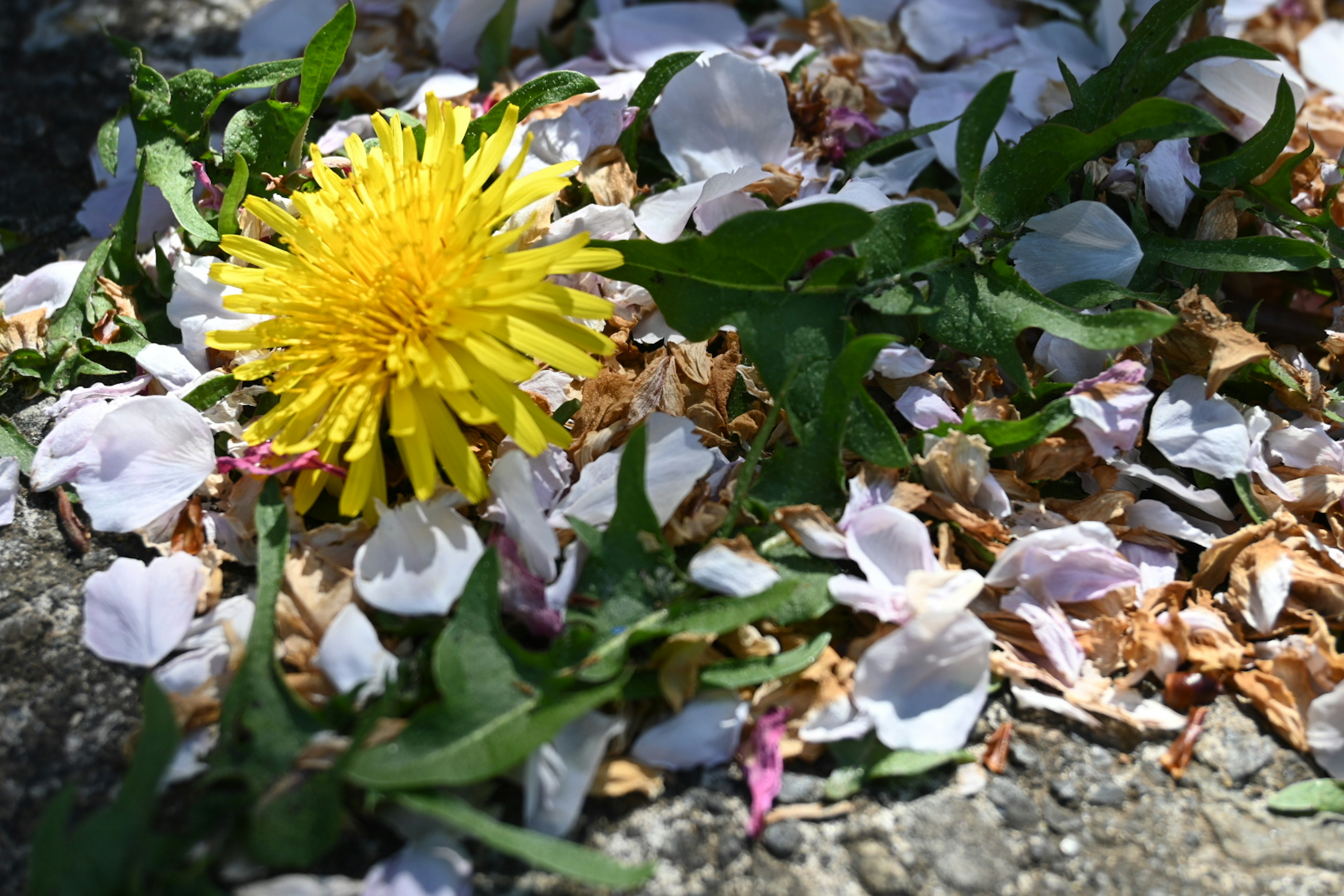 A dandelion surrounded by scattered white flower petals on the ground