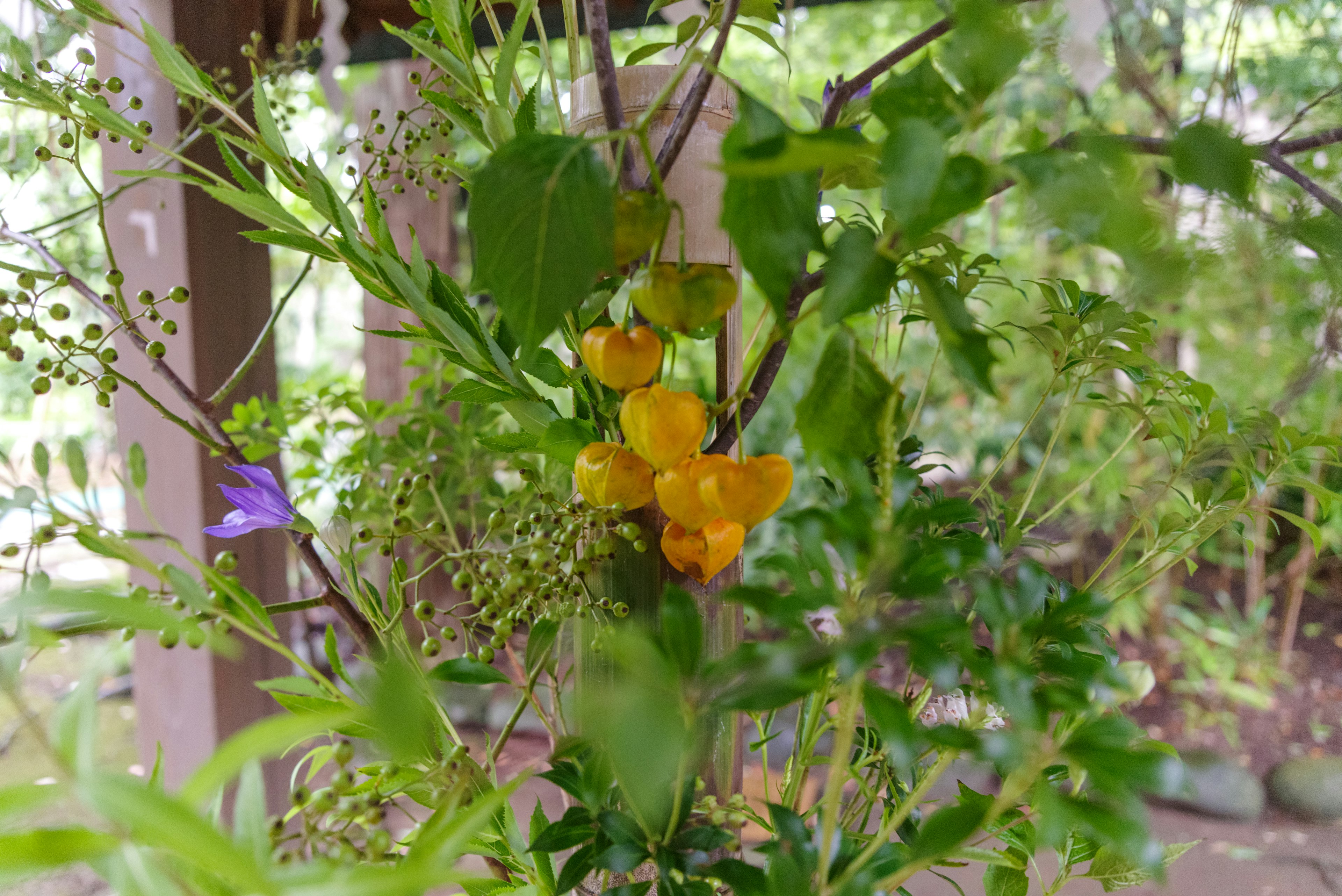 Lebendige gelbe Blumen zwischen üppigem grünen Laub in einer natürlichen Umgebung