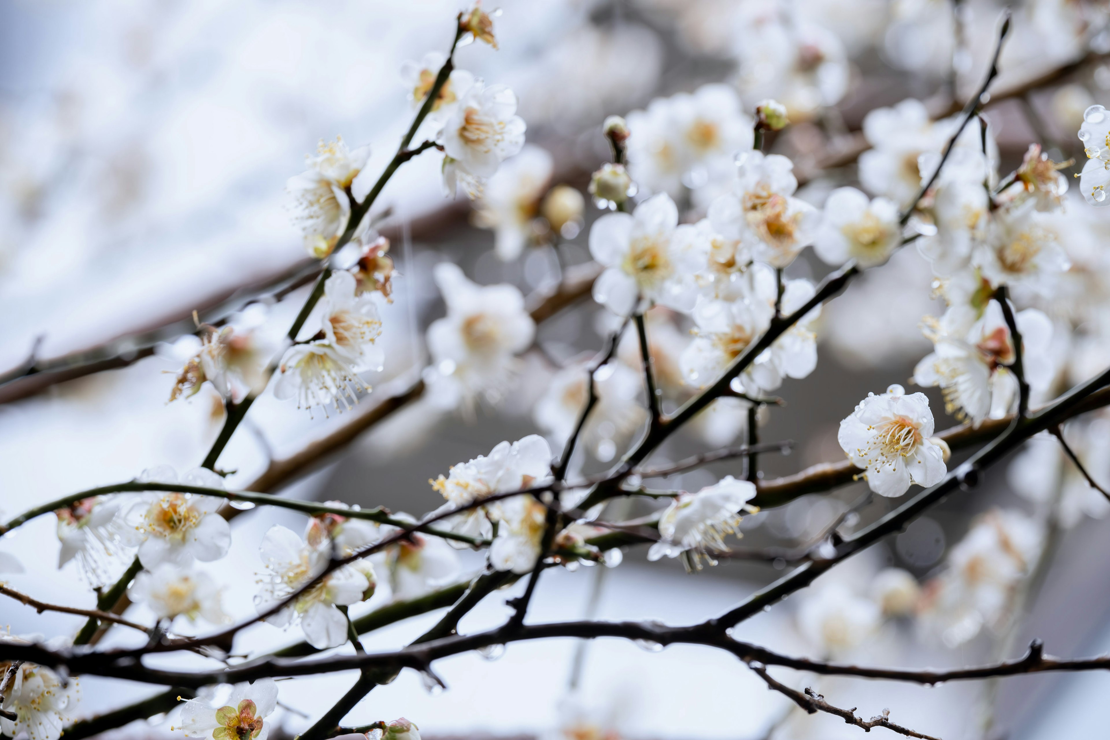 Close-up of branches with blooming white flowers