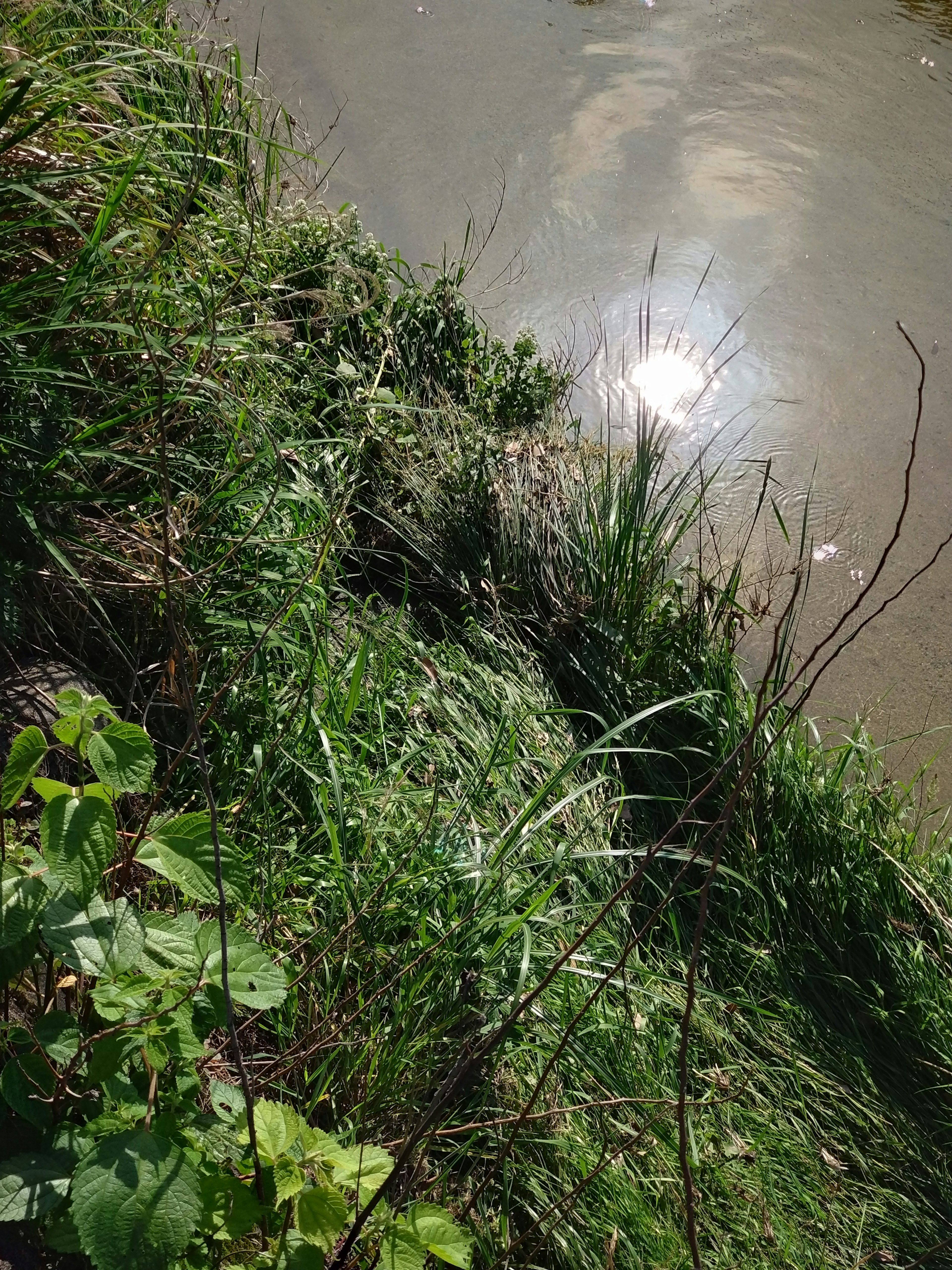 Scène de berge avec de l'herbe verte luxuriante et la lumière du soleil se reflétant sur l'eau