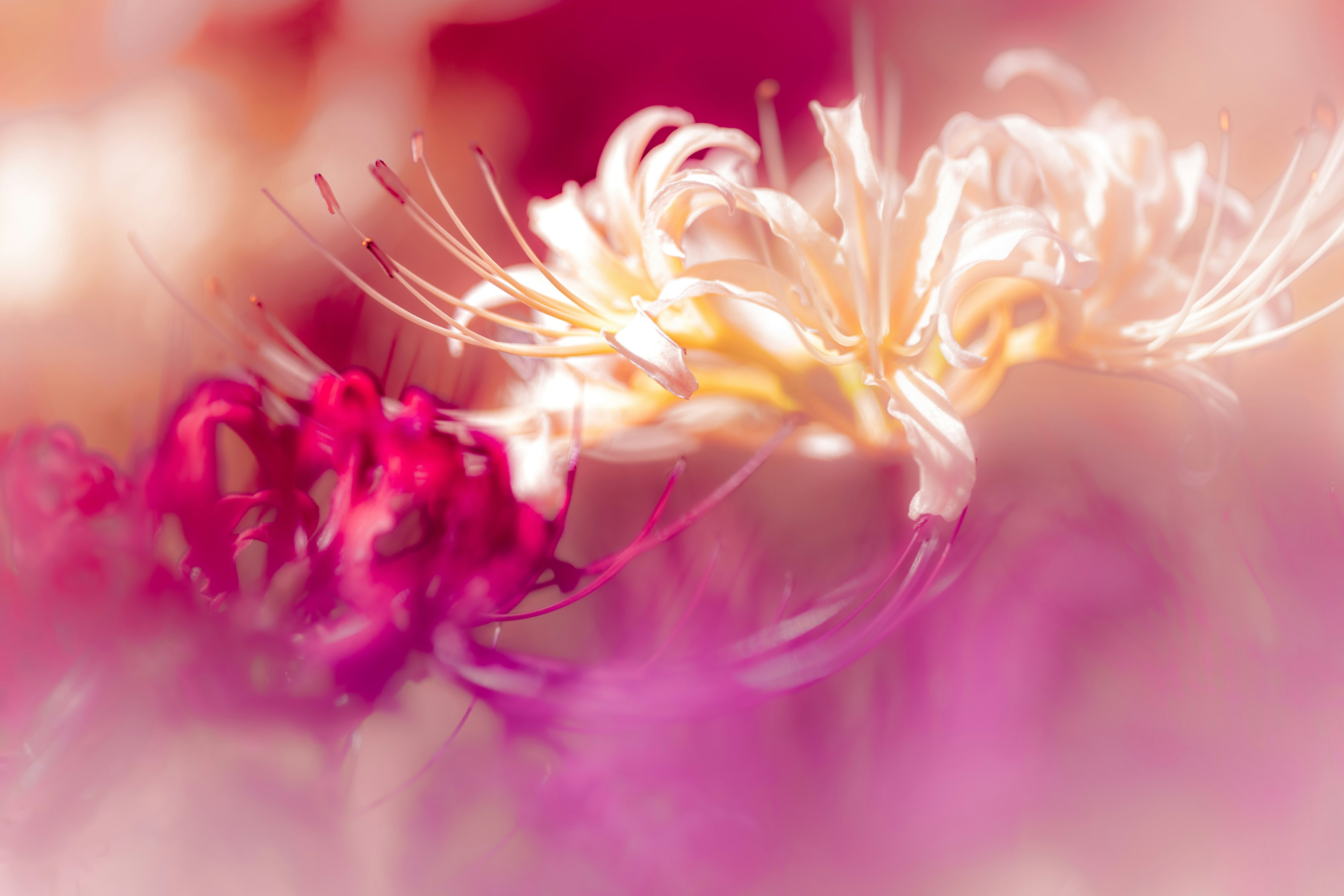 Hermosa imagen de flores de colores suaves con un fondo borroso
