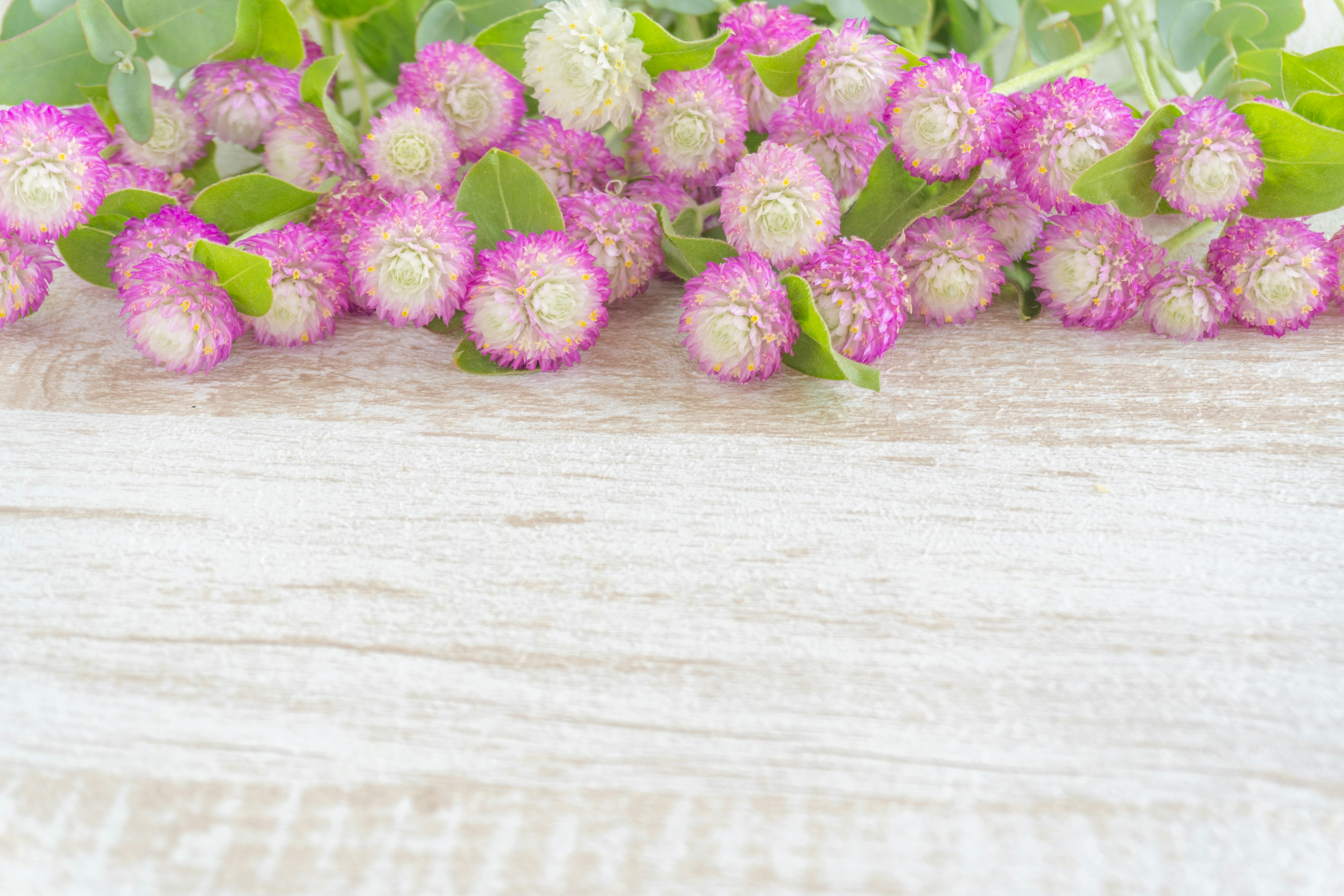 Ein Cluster kleiner rosa Blumen mit weißen Spitzen und grünen Blättern auf einer hellen Holzoberfläche