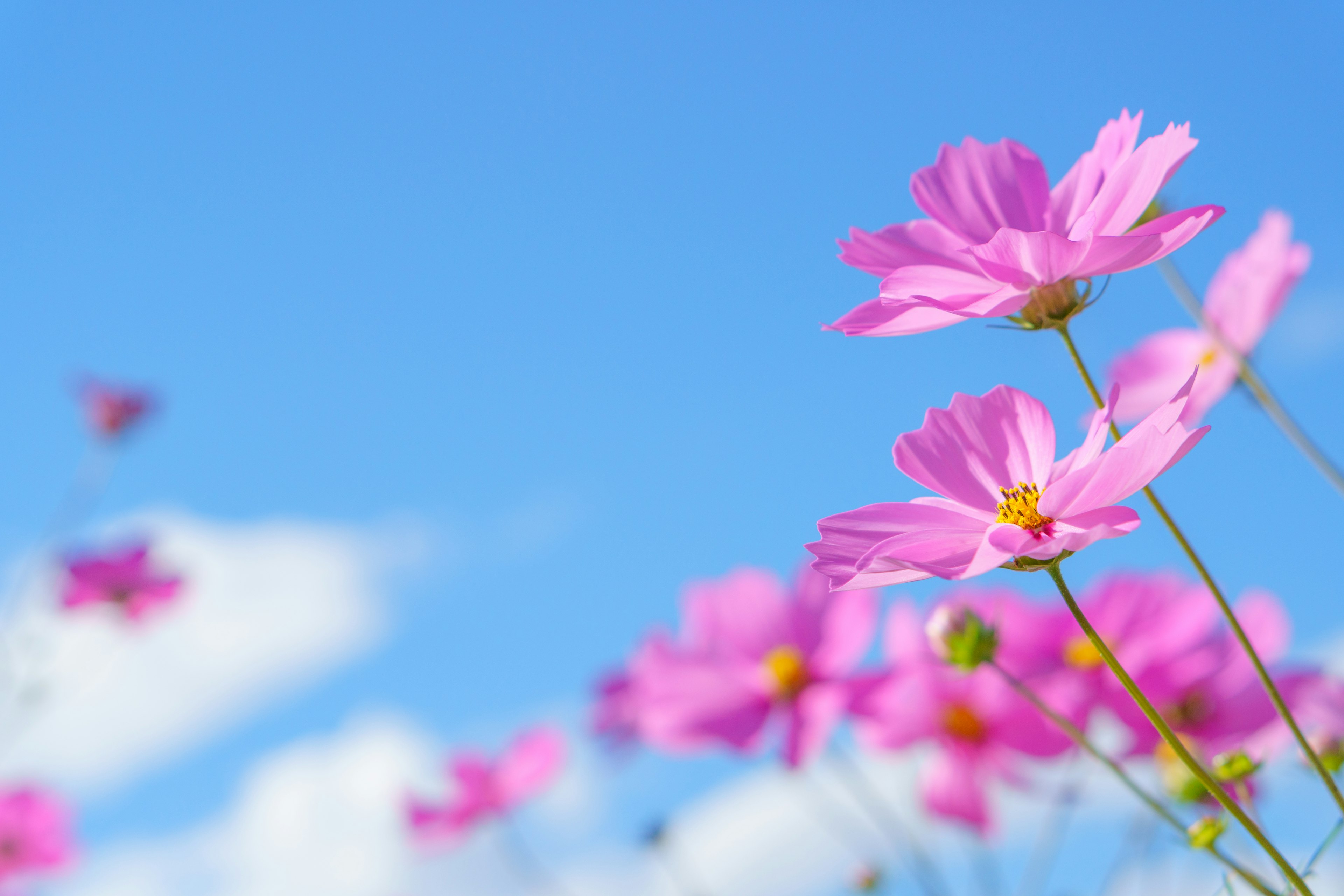 青空の下に咲くピンクのコスモスの花々