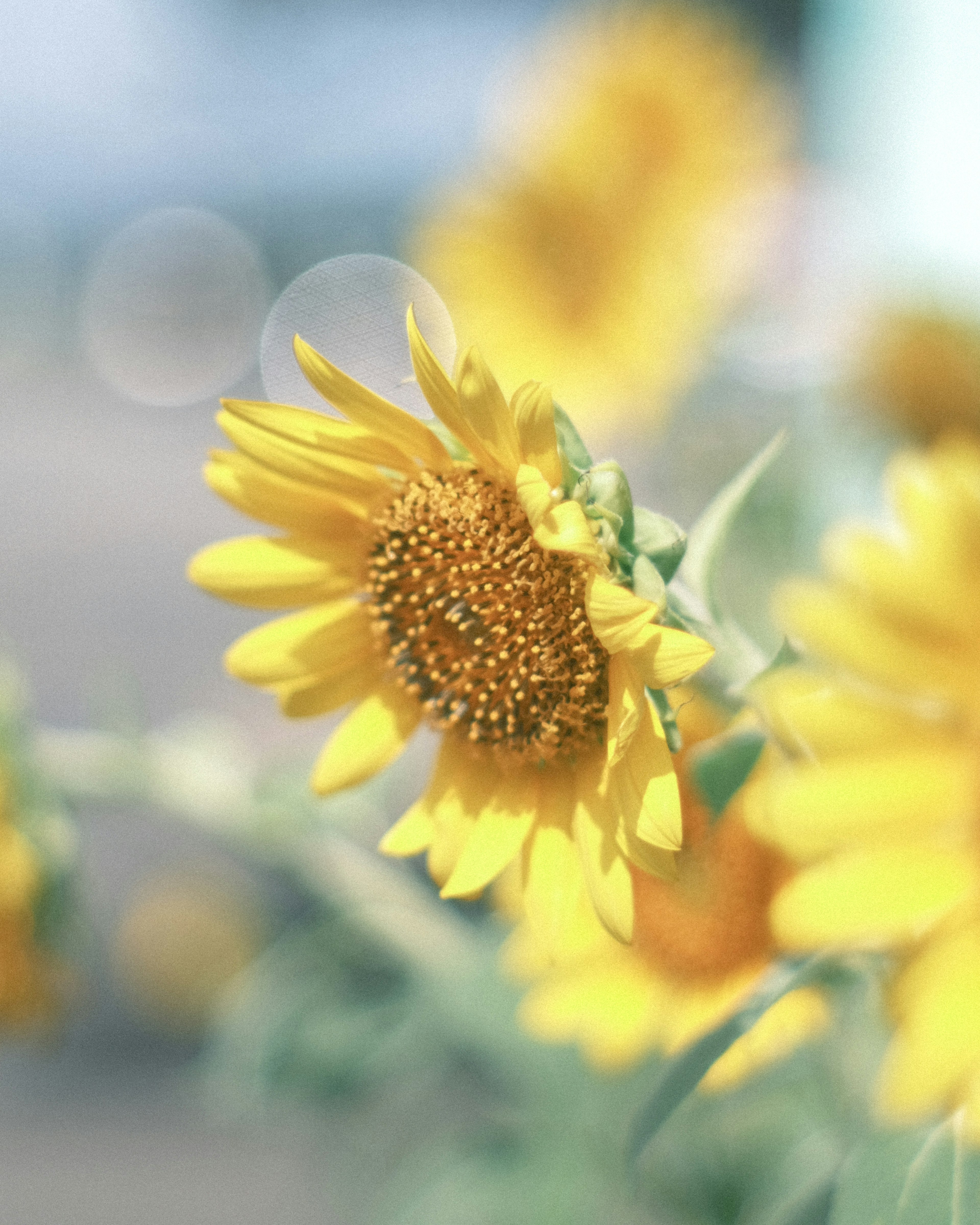 Un girasole giallo vibrante in una bella scena