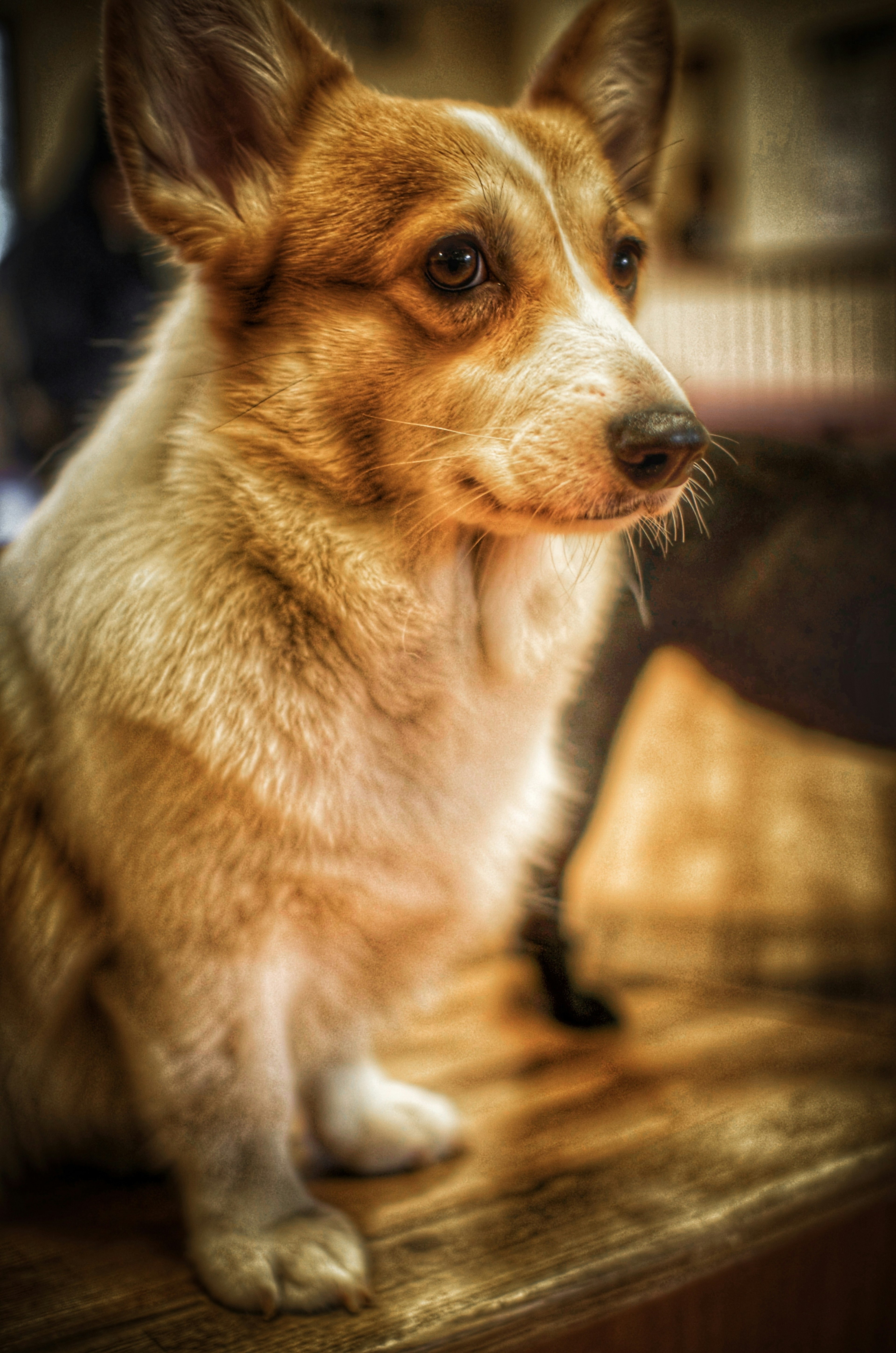 Un adorabile cane Corgi che guarda di lato