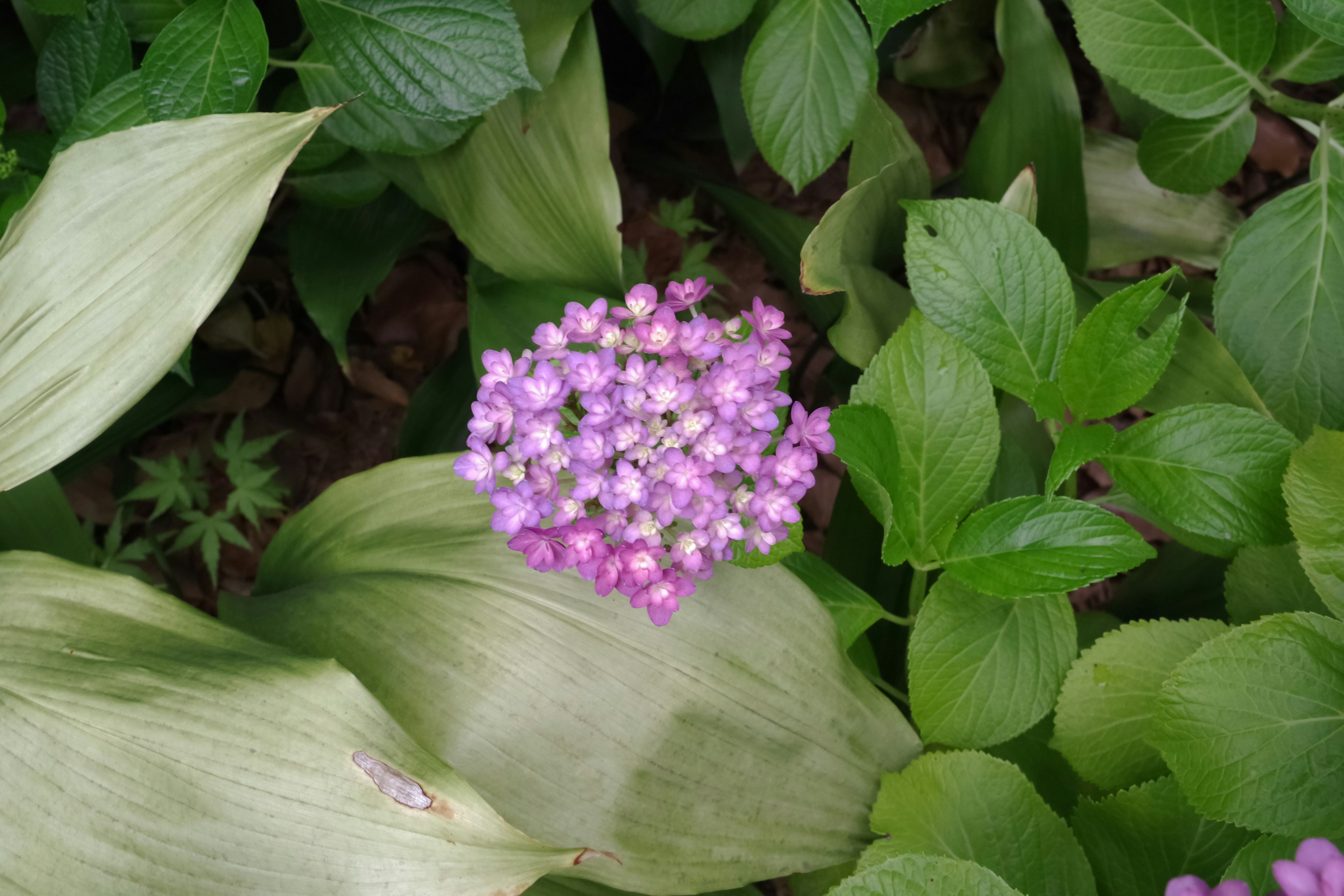 Mazzo di fiori viola circondato da foglie verdi