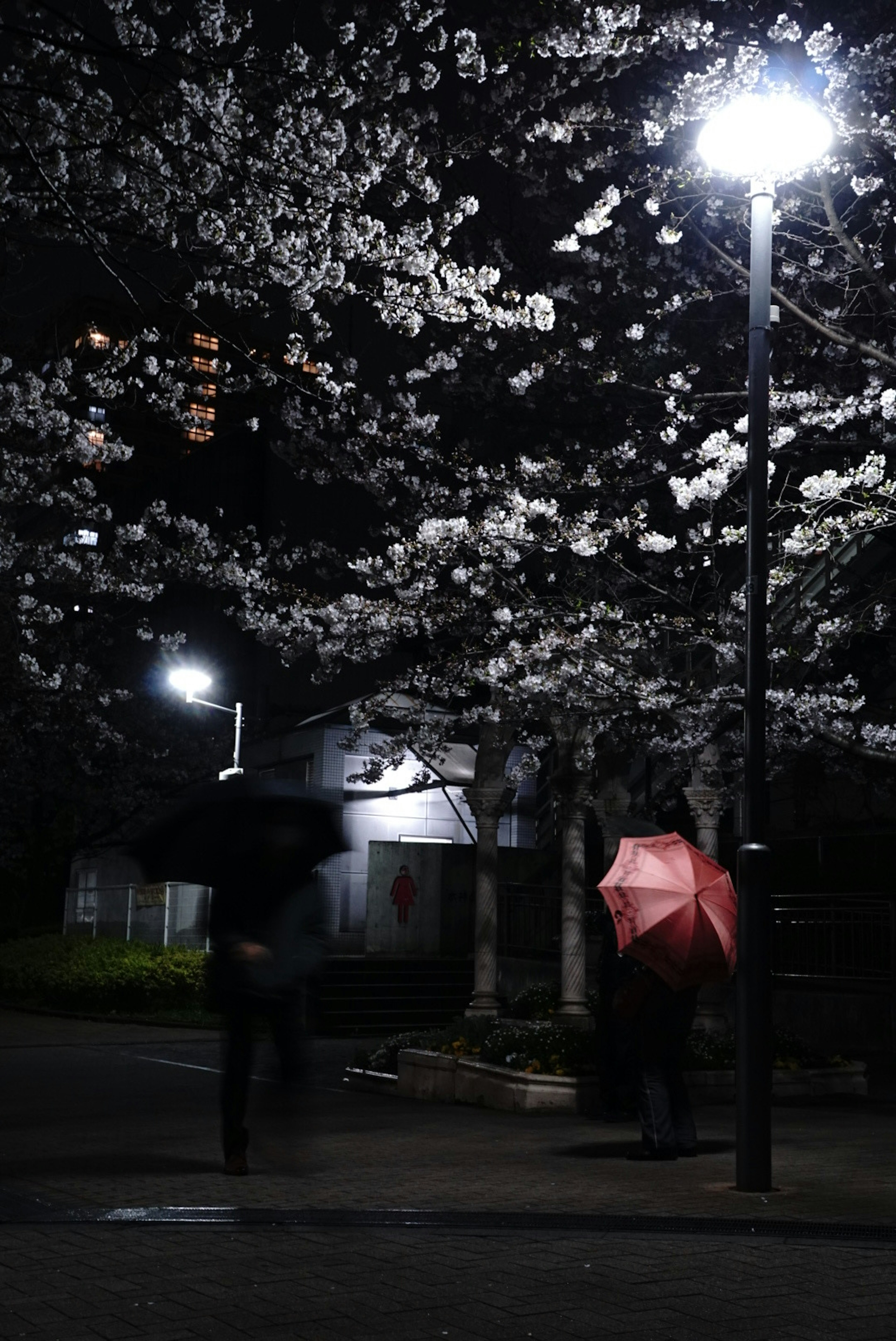 Orang-orang berjalan di bawah pohon sakura di malam hari dengan payung