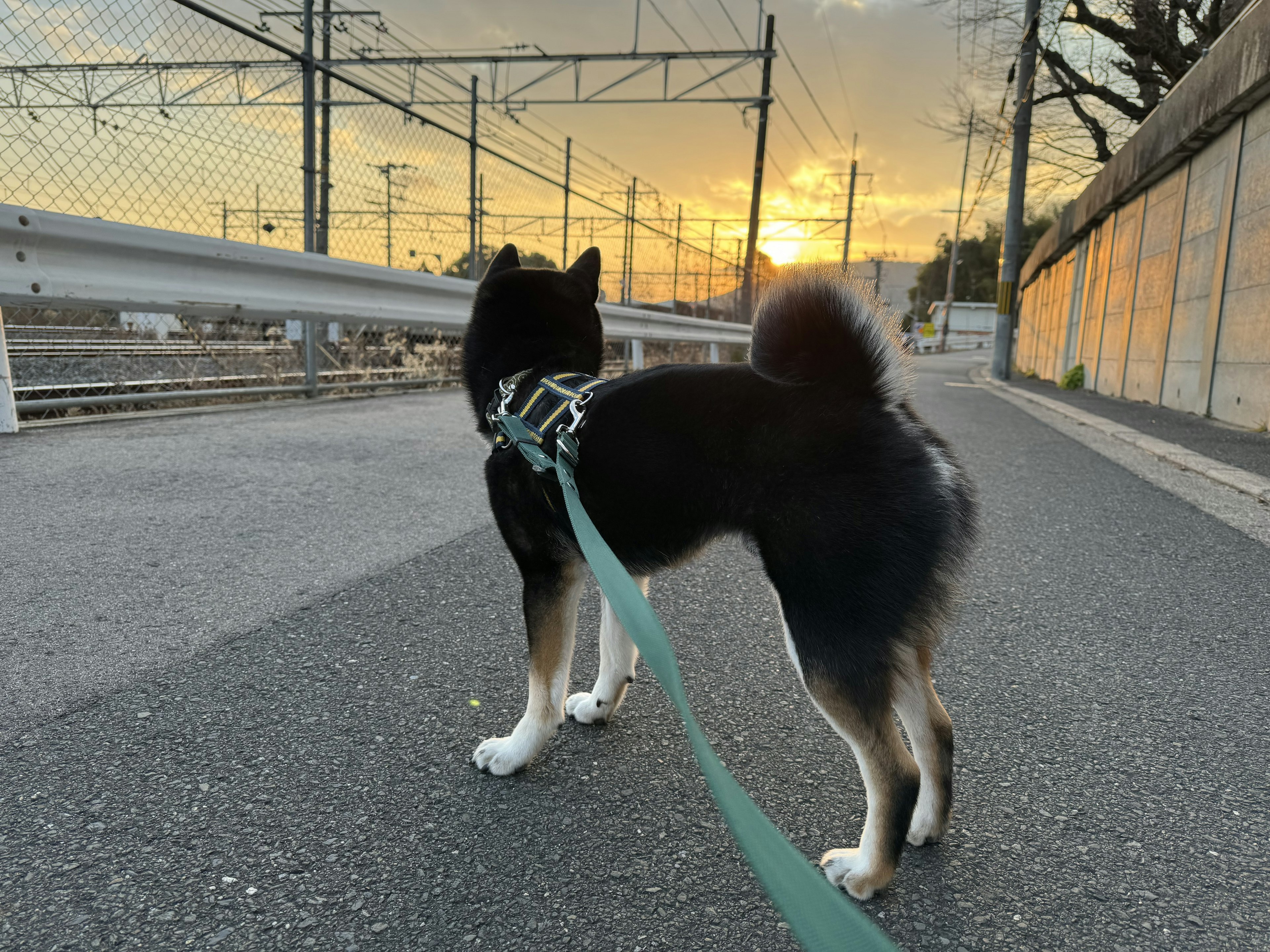 Seekor anjing berjalan dengan latar belakang matahari terbenam