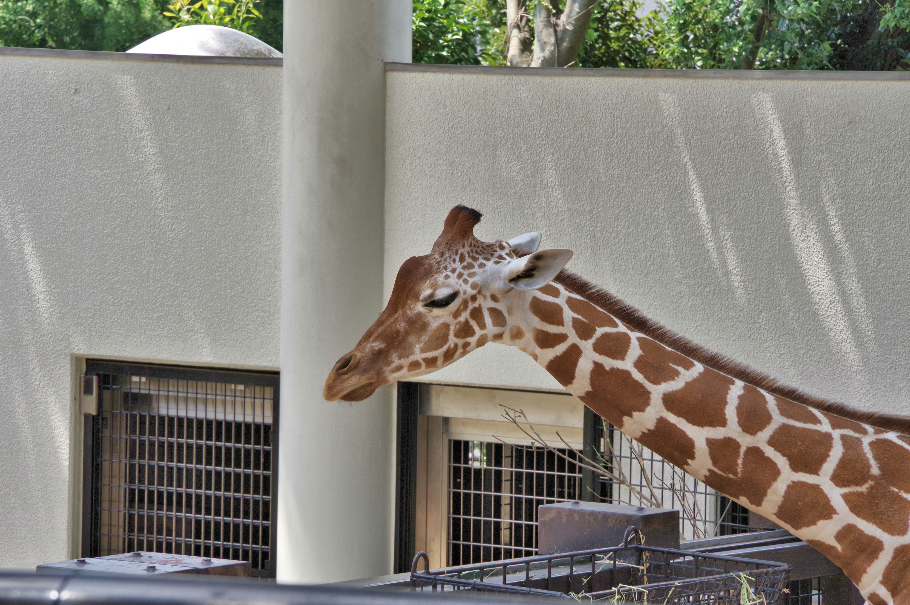 Immagine della testa di una giraffa catturata di lato che mostra i suoi motivi distintivi e il lungo collo