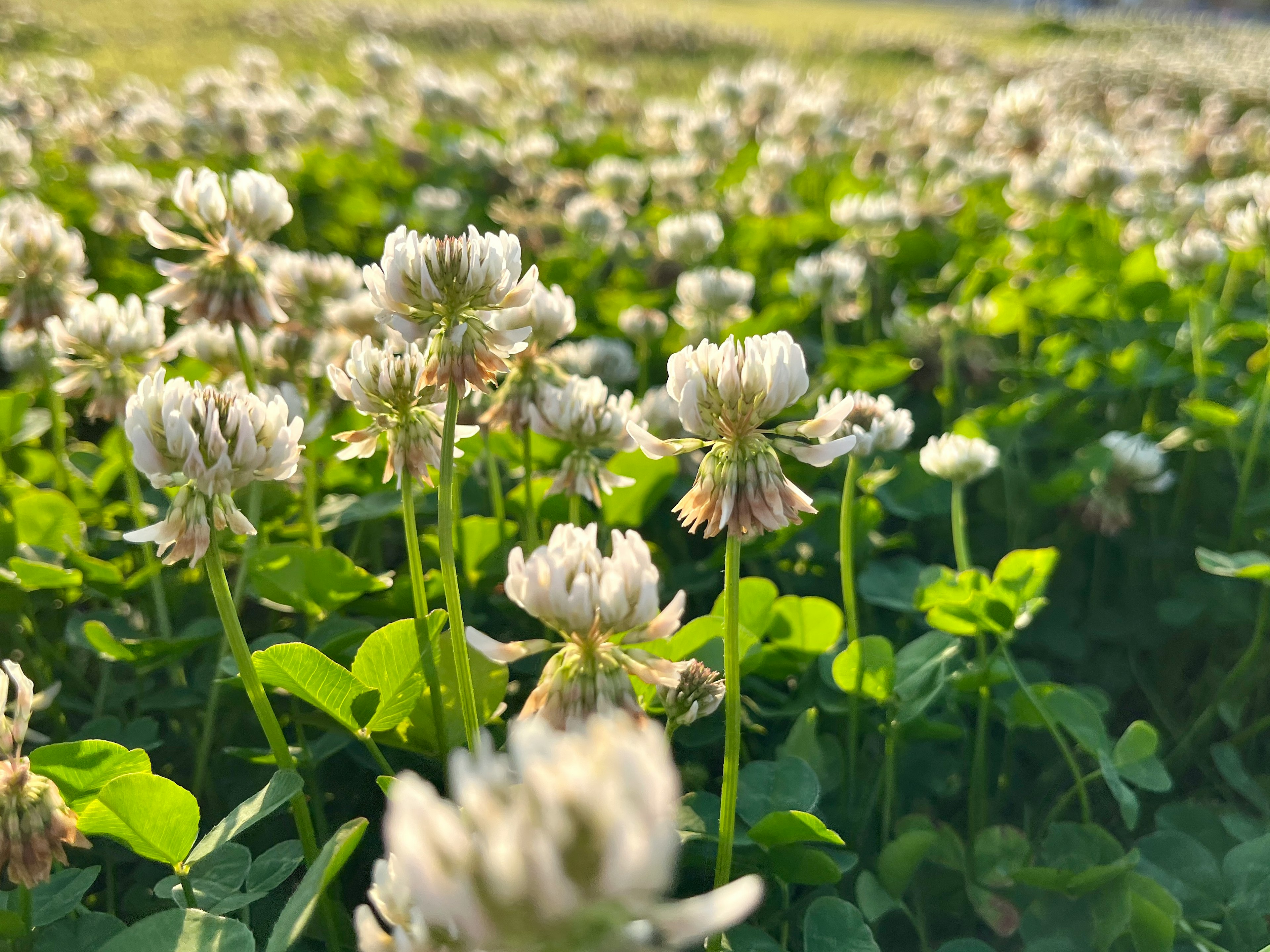 Lapangan bunga semanggi putih yang mekar di rumput hijau