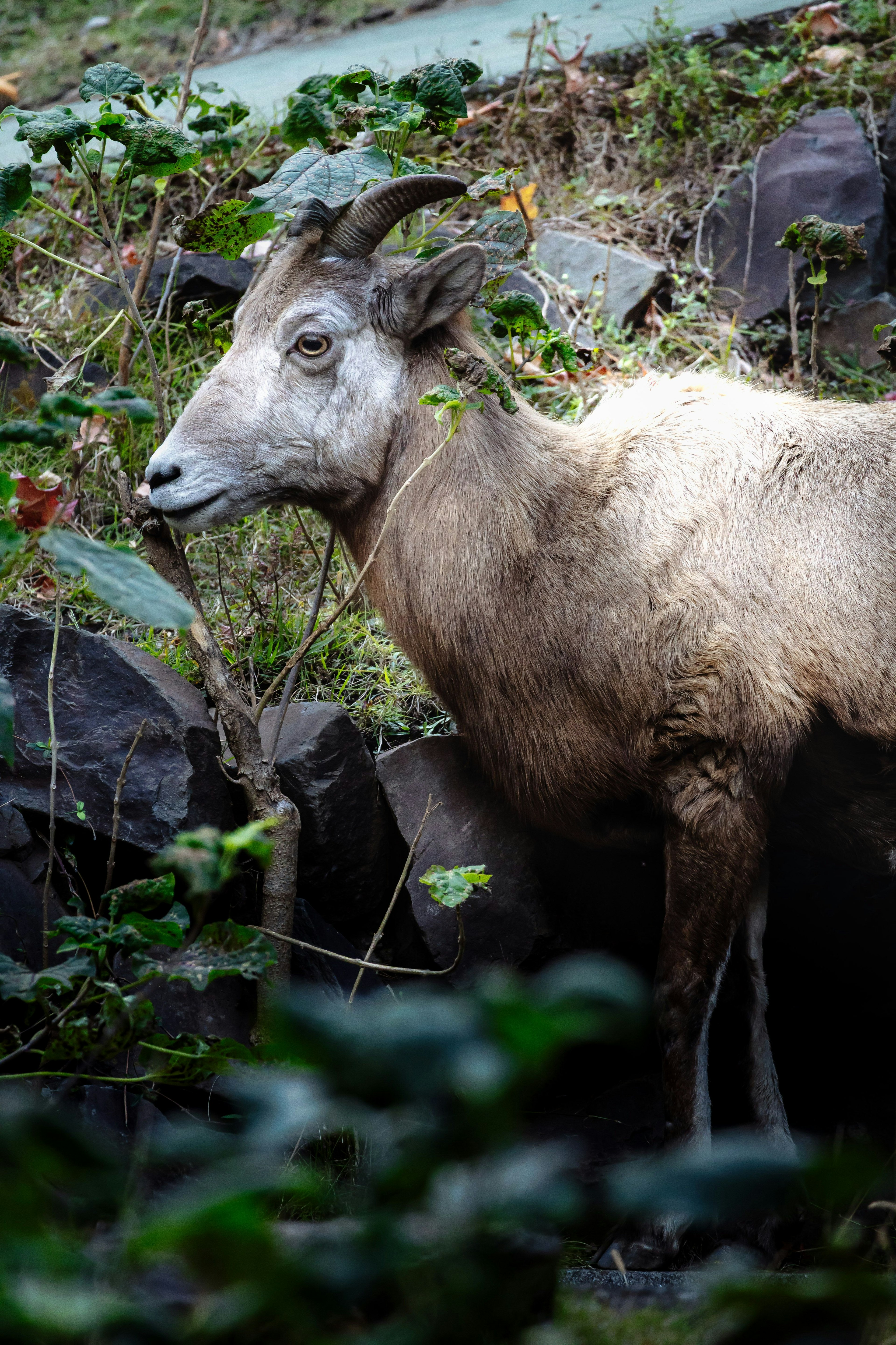 Mouton sauvage se tenant parmi des rochers entouré de feuillage vert