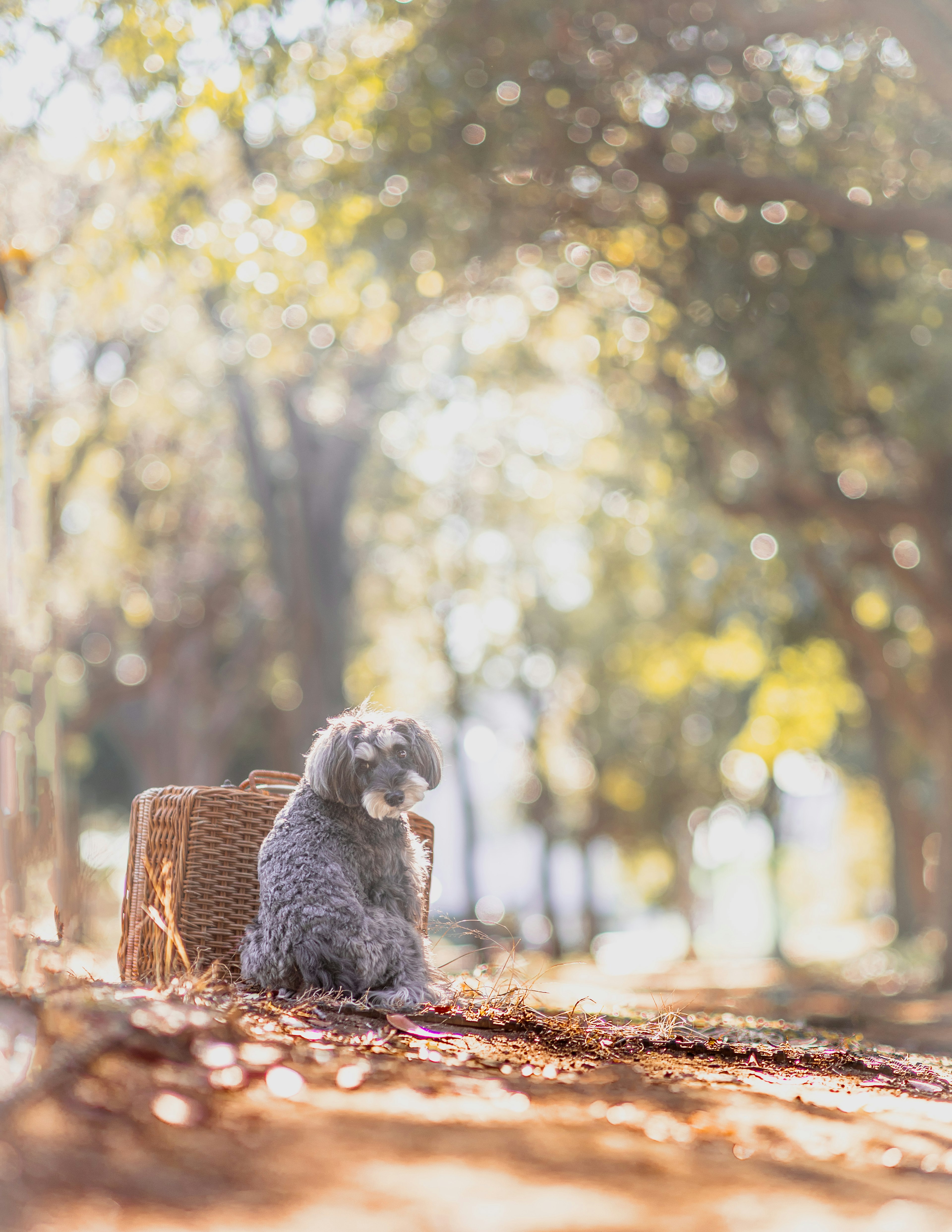 Gray dog sitting beside a basket in a soft park light