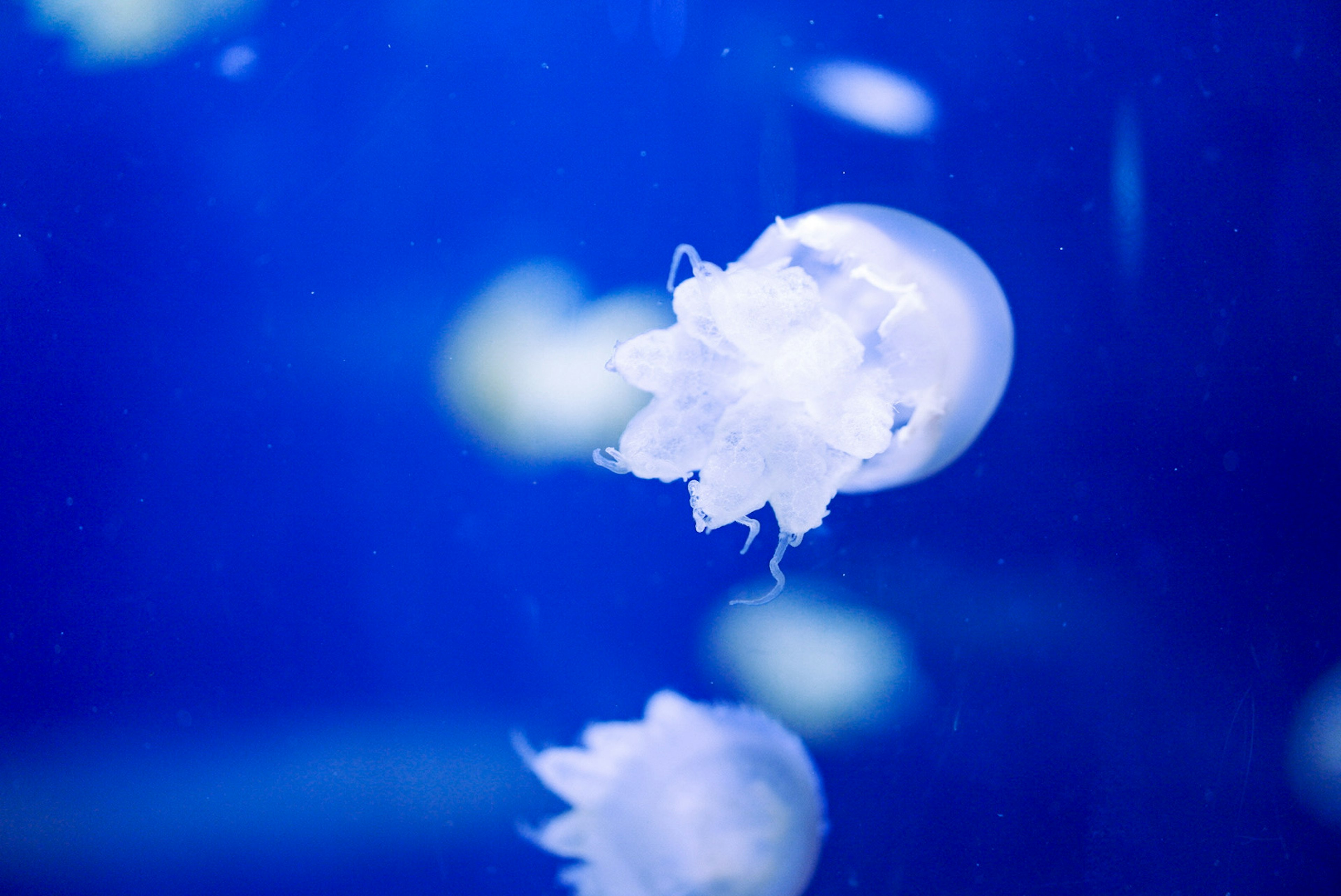 Eine Gruppe transparenter Quallen, die im blauen Wasser schwimmen