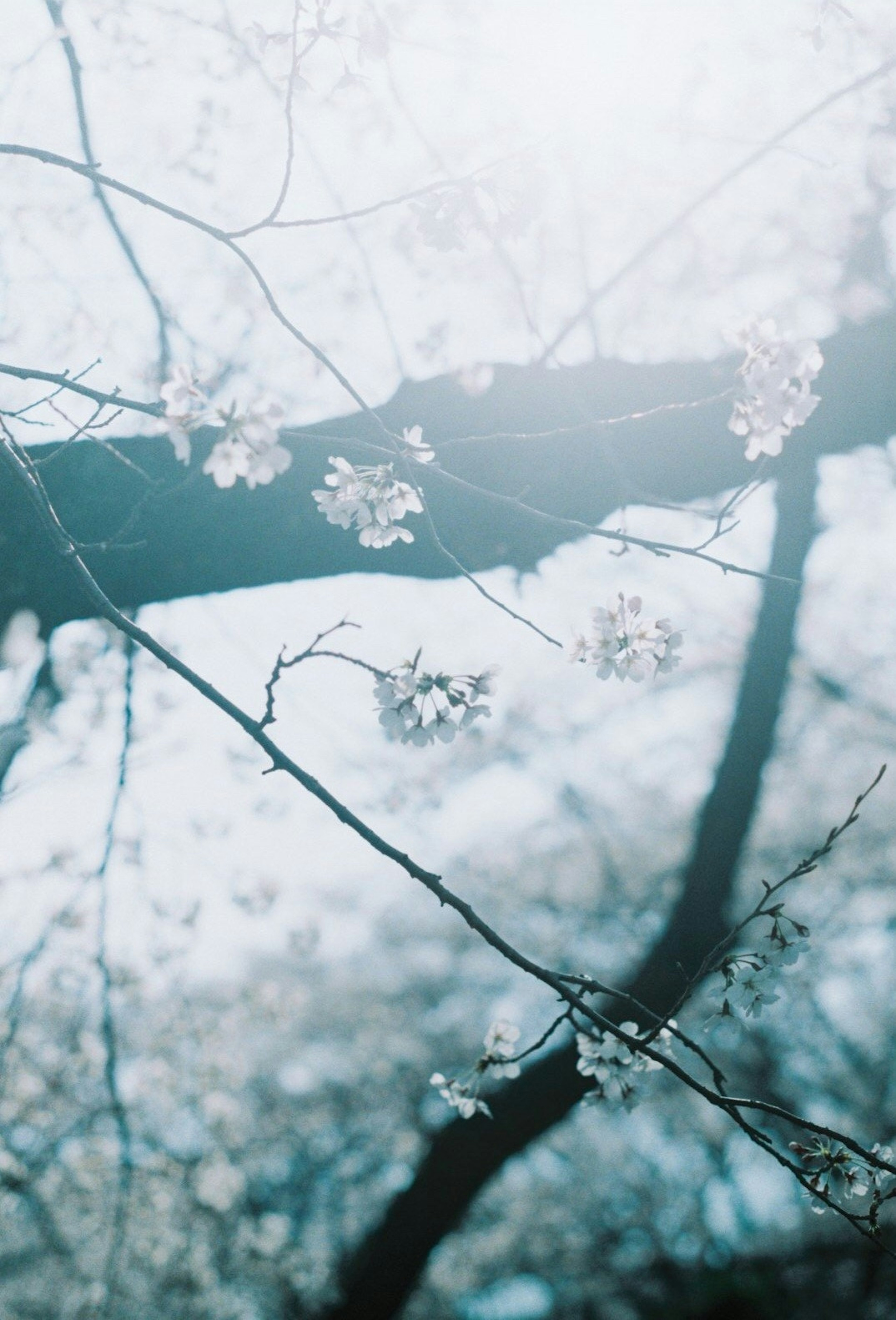 淡い青色の背景に咲く桜の花と木の枝