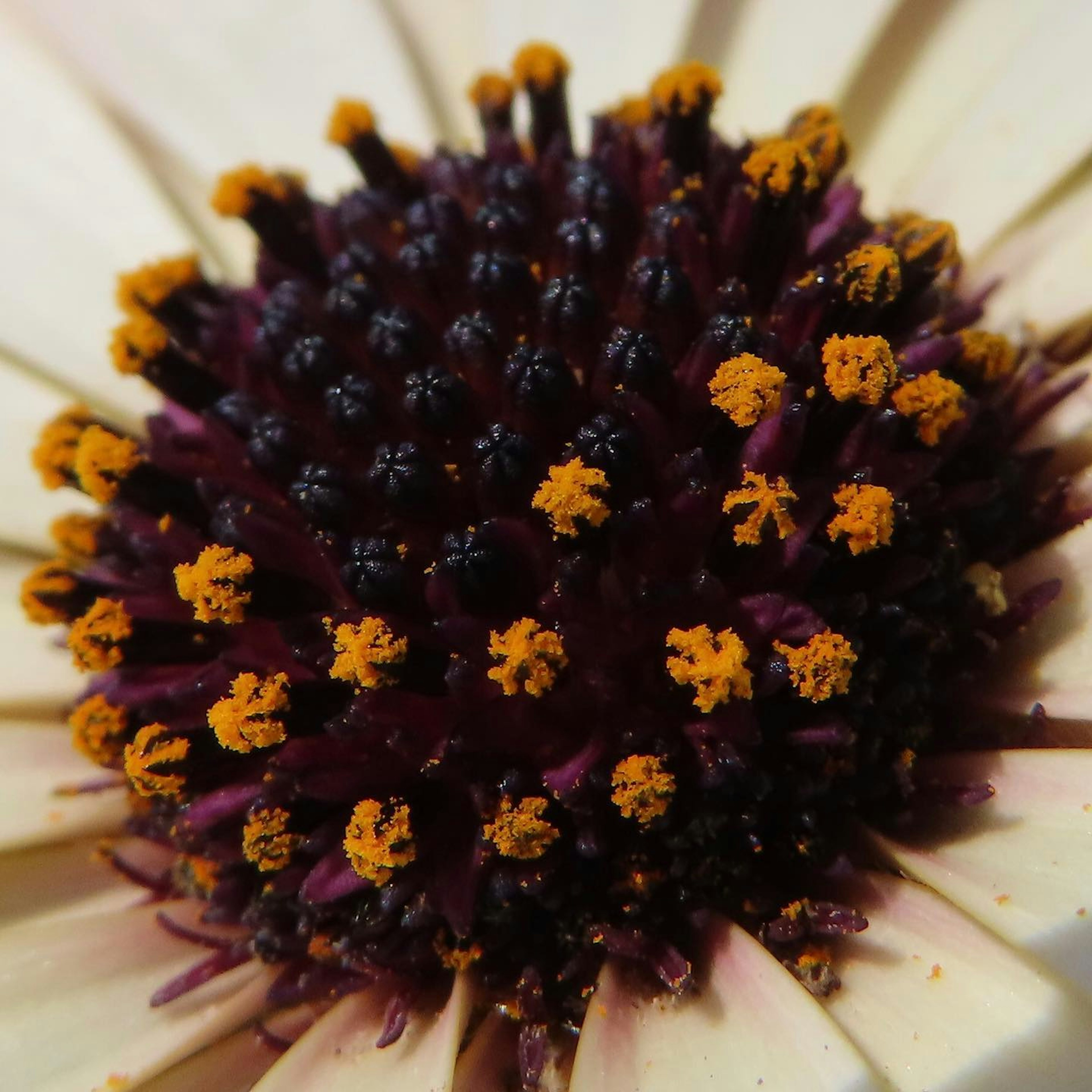 Gros plan du centre d'une fleur mettant en valeur des pétales violets foncés et du pollen orange vif