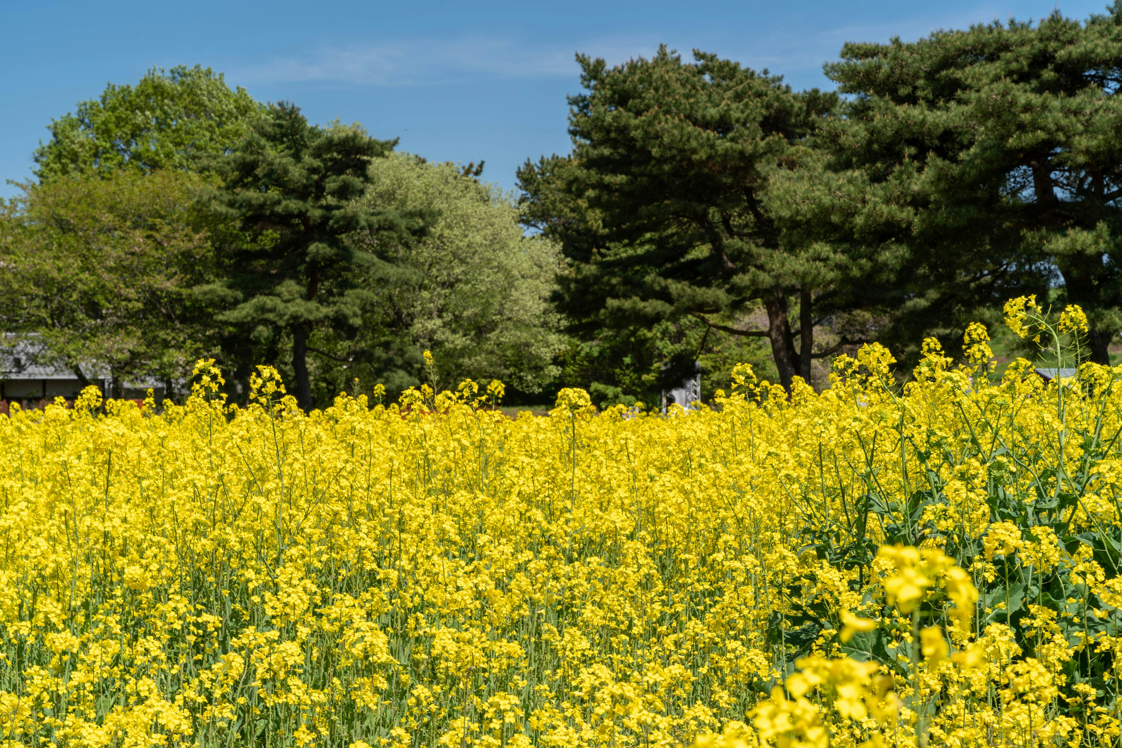 A vast field of yellow flowers with green trees in the background