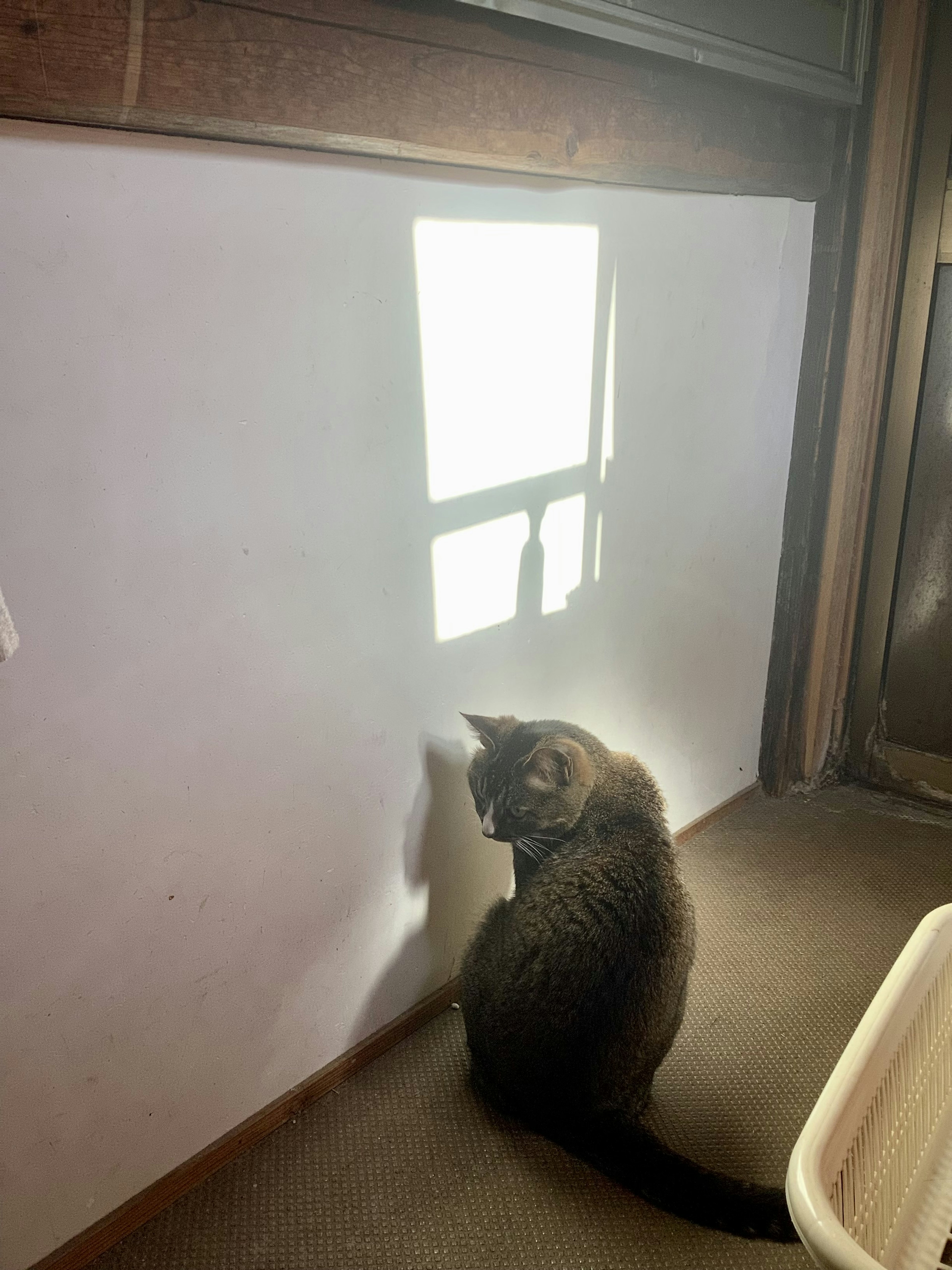 Gatto che guarda il riflesso della luce sul muro