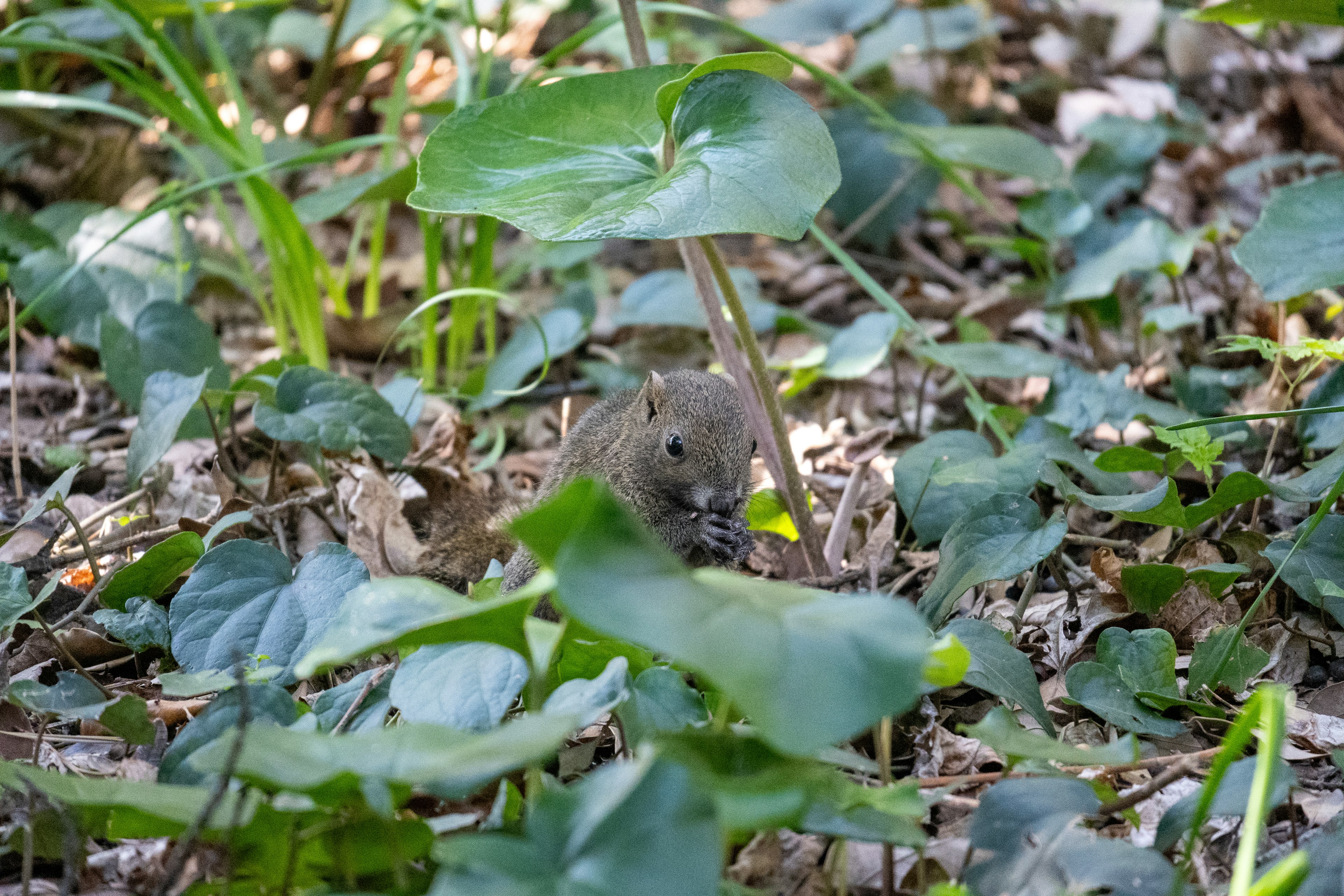 Un piccolo animale circondato da foglie verdi in un ambiente forestale