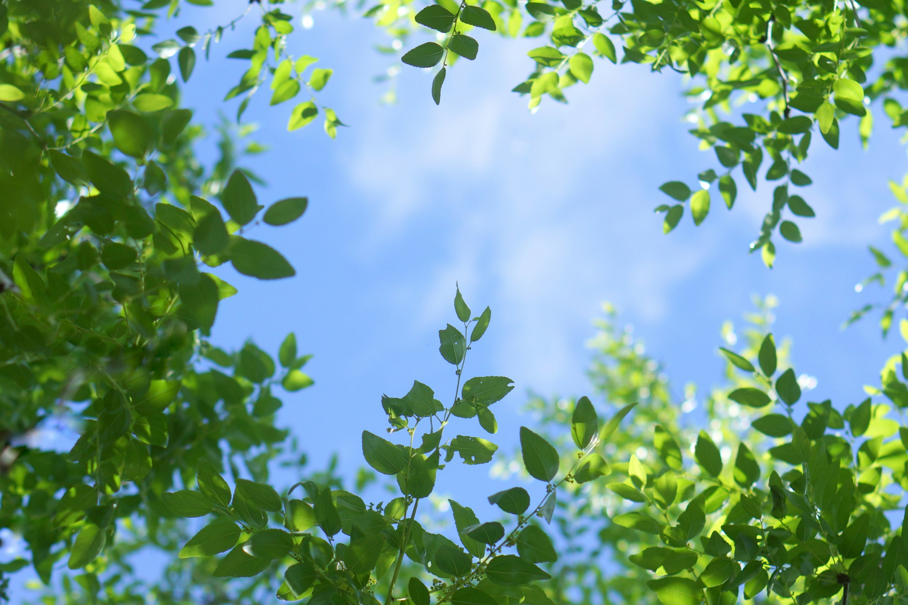 Frame of green leaves against a blue sky