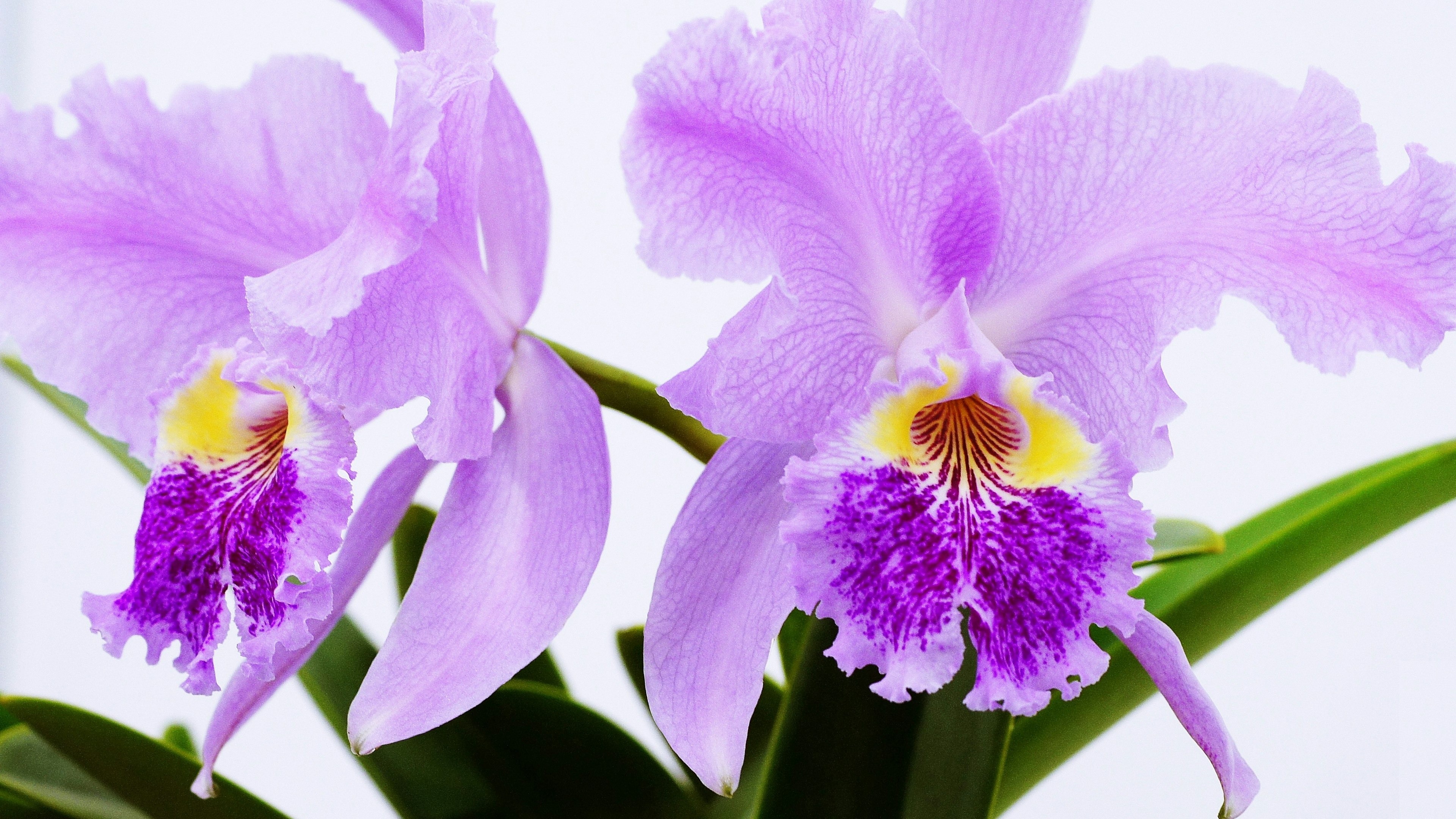 Beautiful purple Cattleya orchids in bloom