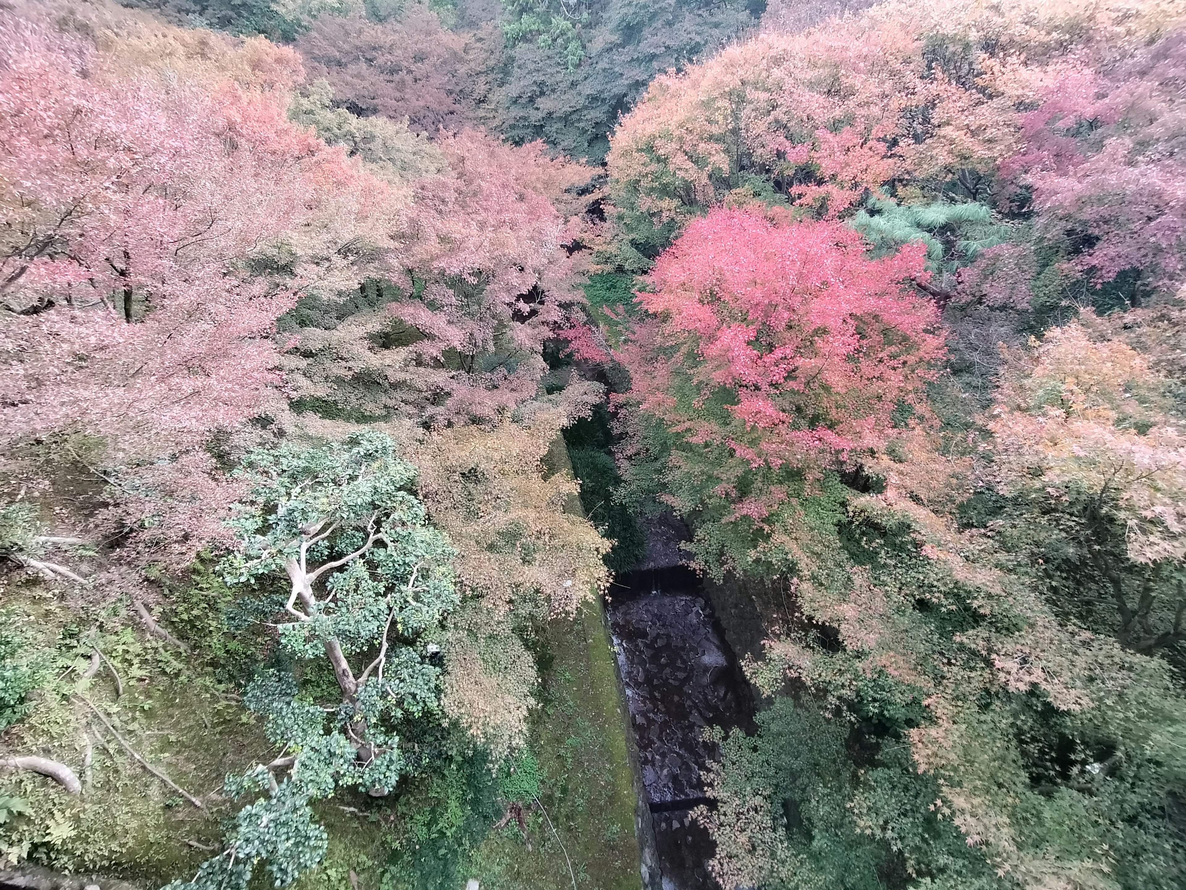 色とりどりの紅葉が広がる渓谷の上空からの眺め