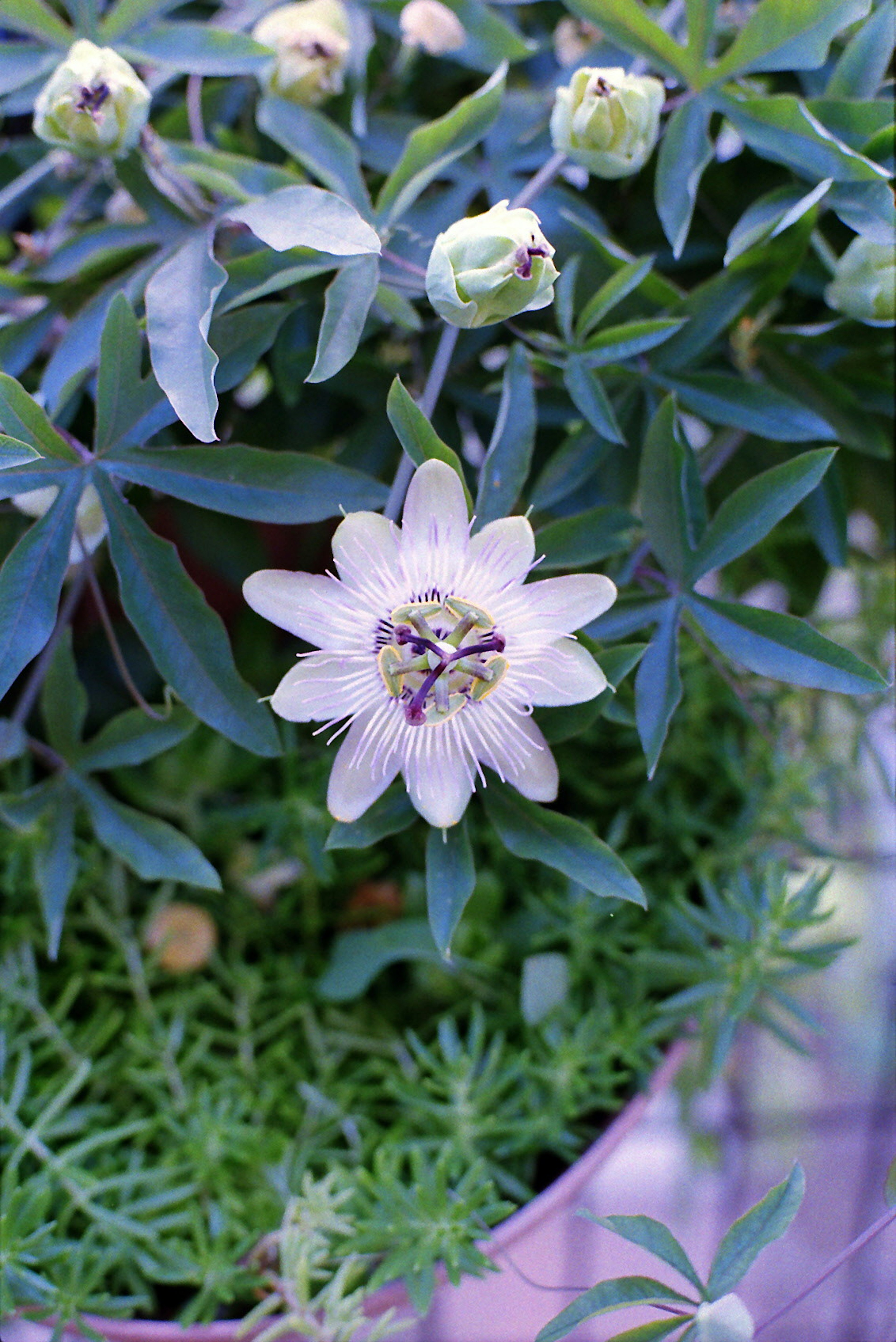 Nahaufnahme einer Pflanze mit einer weißen Blume und grünen Blättern