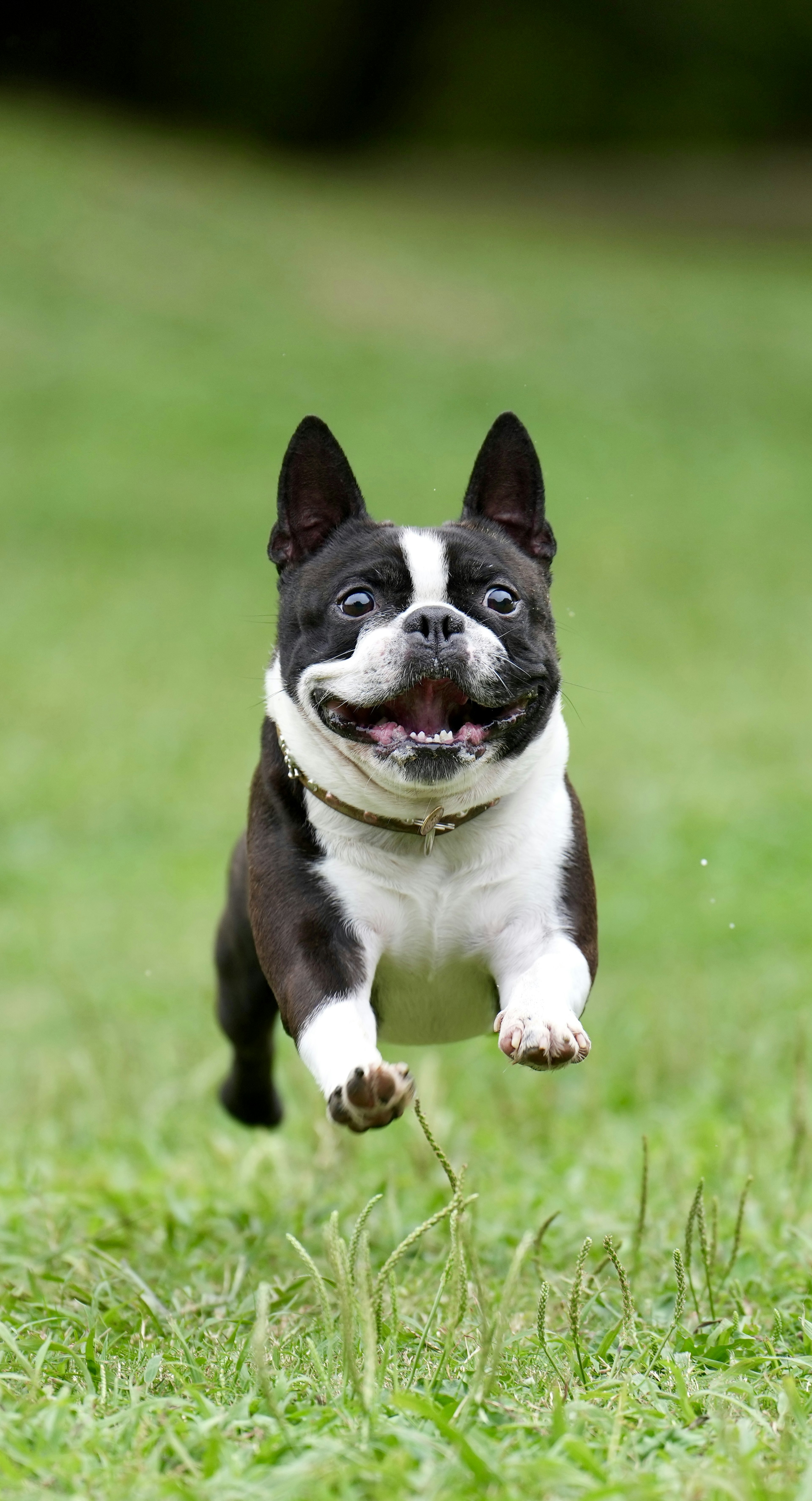 Bulldog francés corriendo alegremente sobre la hierba