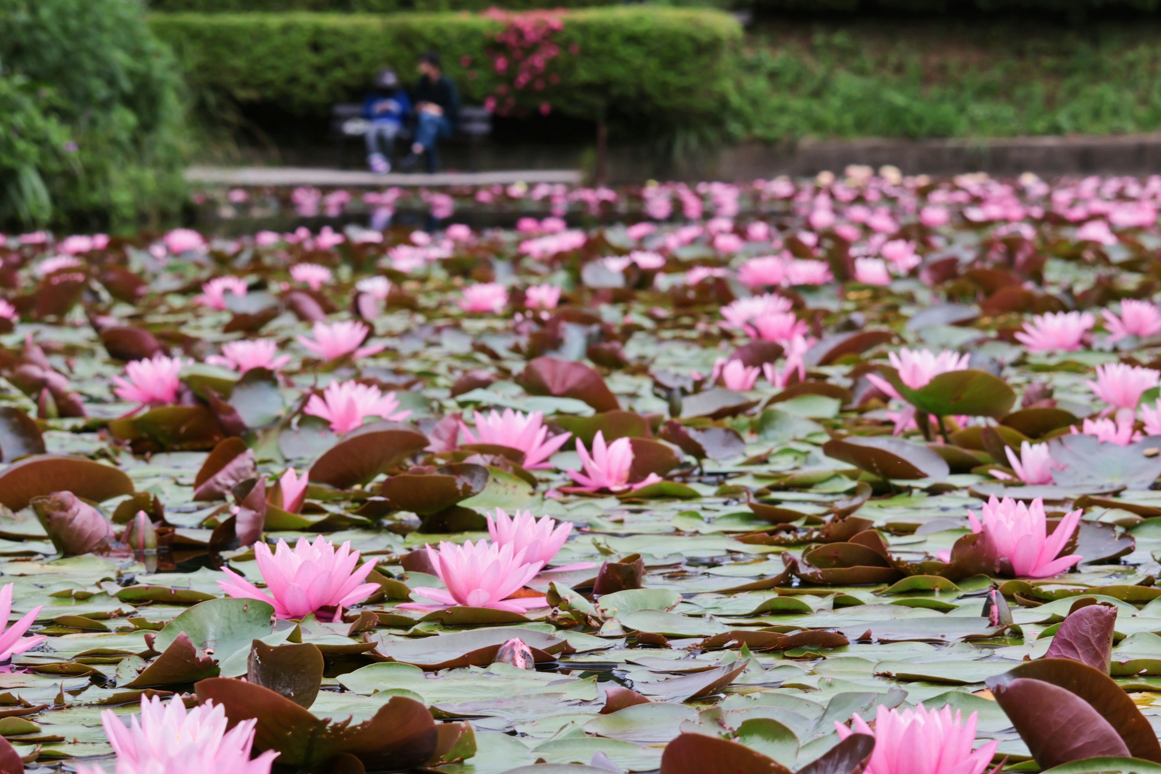 Teratai pink mekar di kolam dengan daun hijau orang-orang duduk di bangku di latar belakang