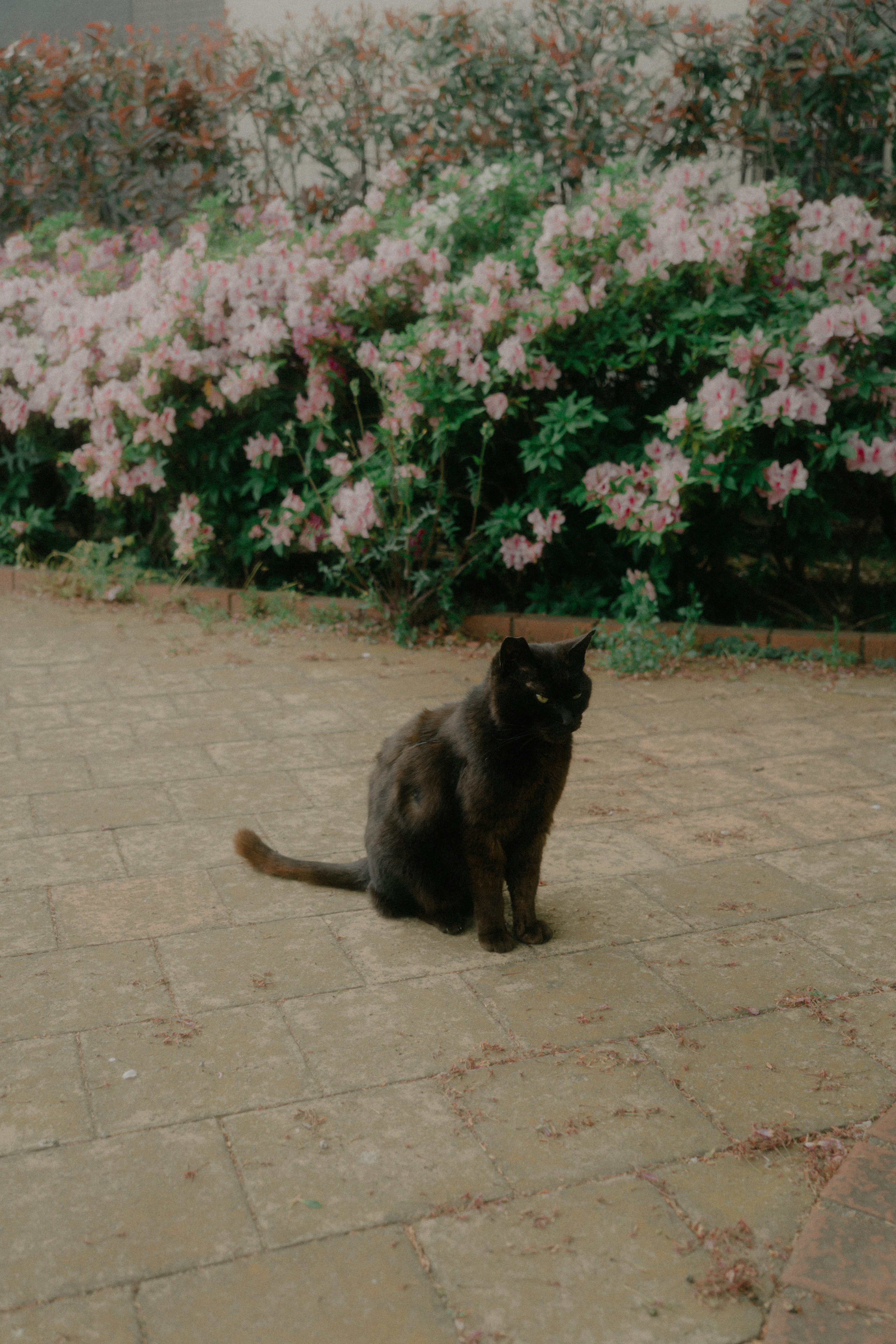 Gatto nero seduto davanti a fiori in fiore