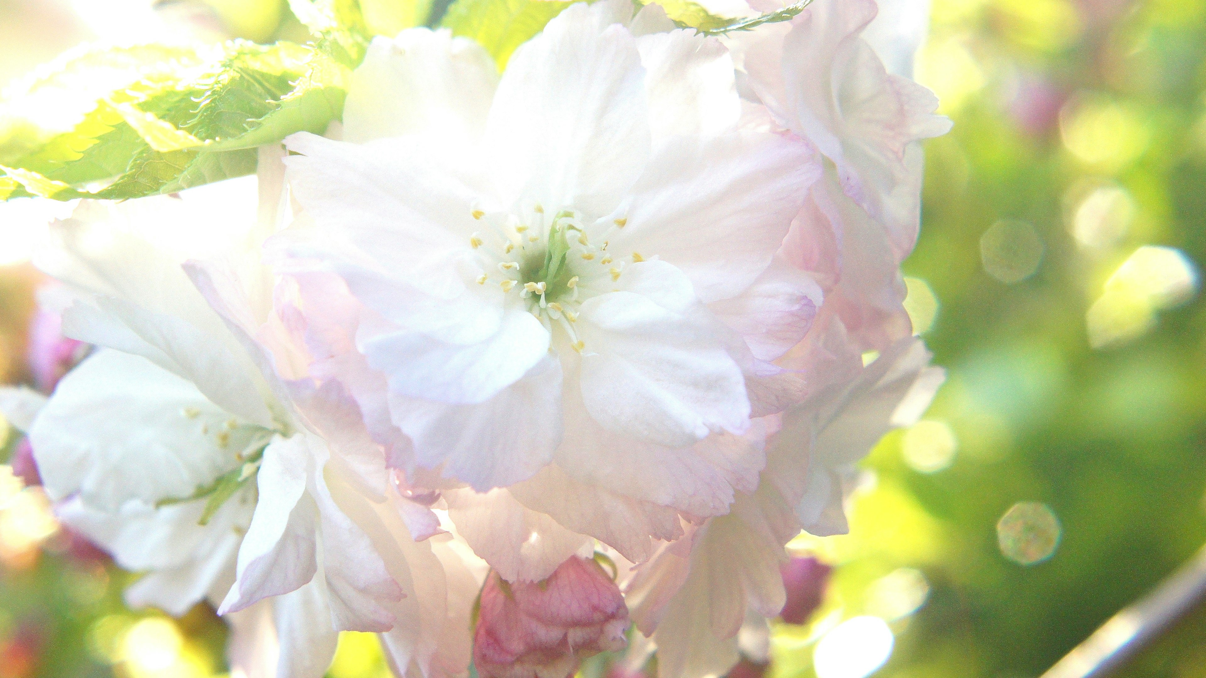 Acercamiento de flores de cerezo con pétalos rosa suave