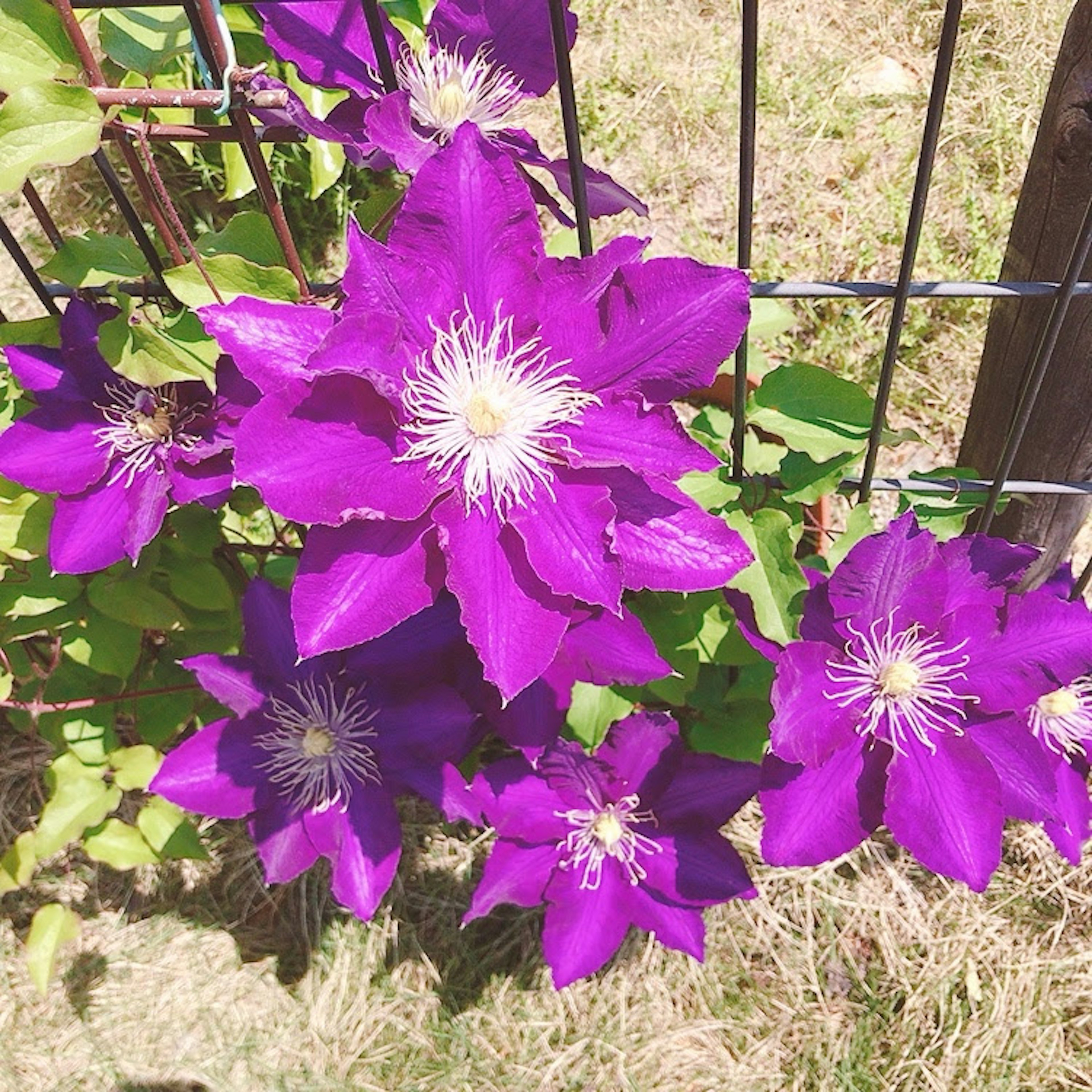 Bunga clematis ungu cerah mekar di sepanjang pagar