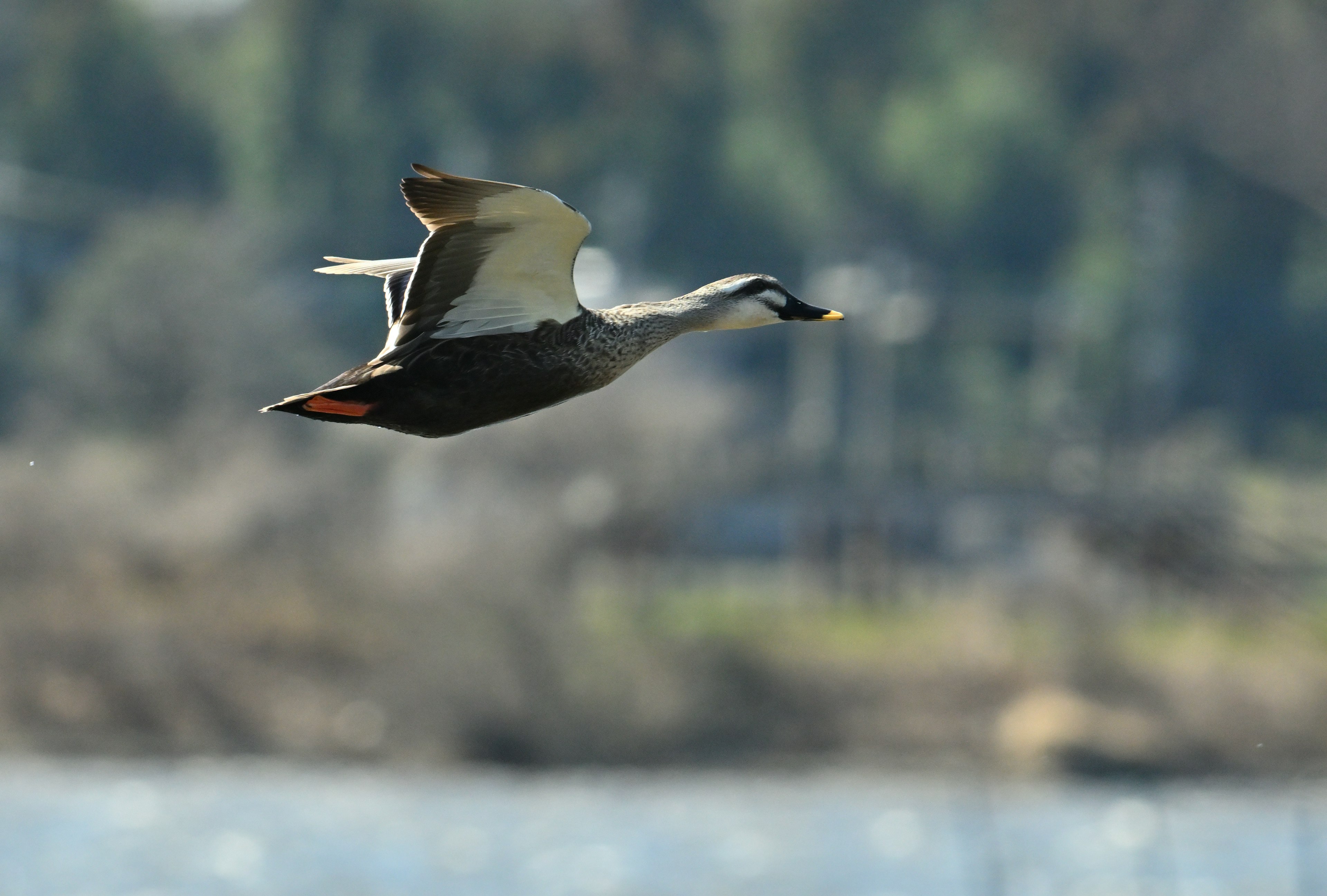 Une photo d'un oiseau en vol avec un arrière-plan flou d'eau et d'arbres verts