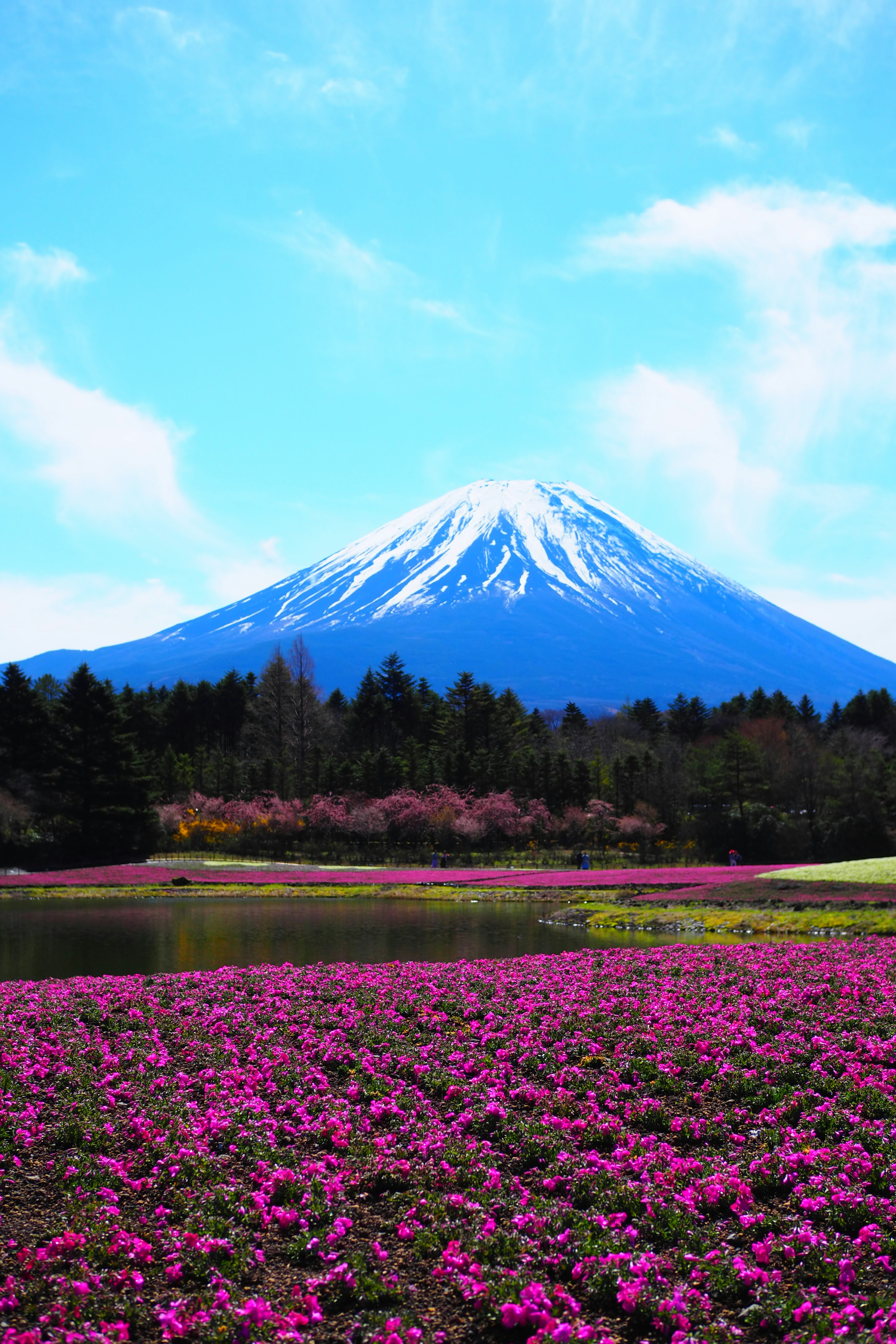 富士山的美麗風景與生動的花田