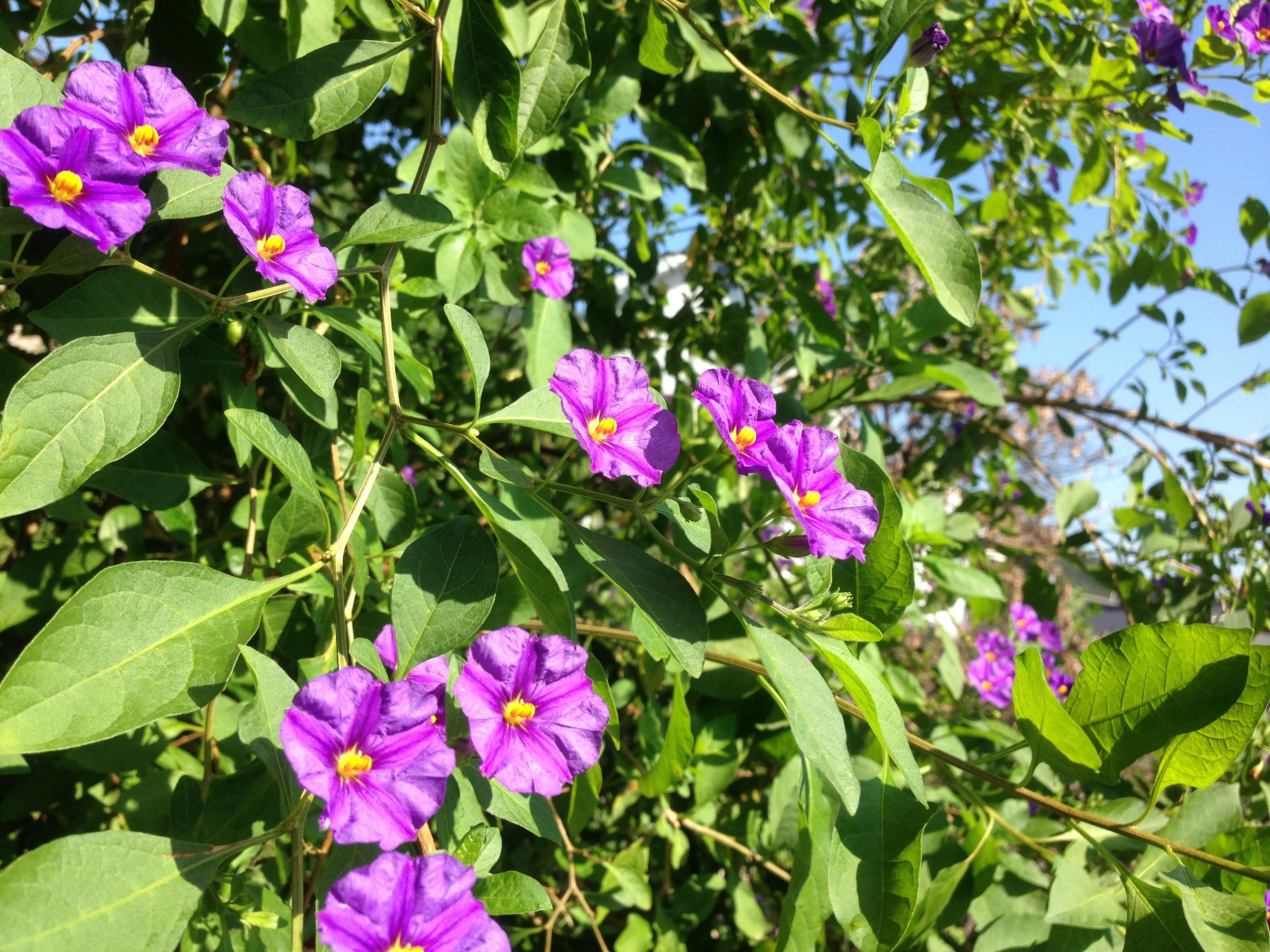 Nahaufnahme einer Pflanze mit lila Blumen und grünen Blättern