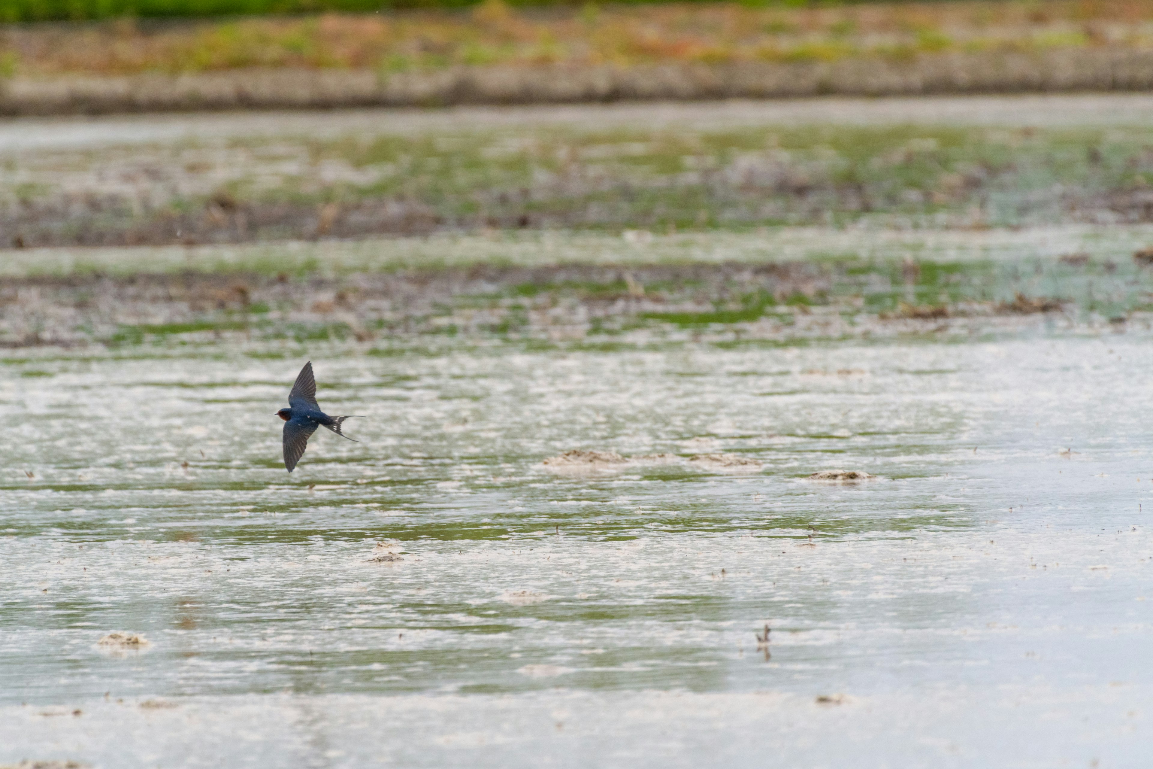 Un uccello blu che vola su un campo di riso