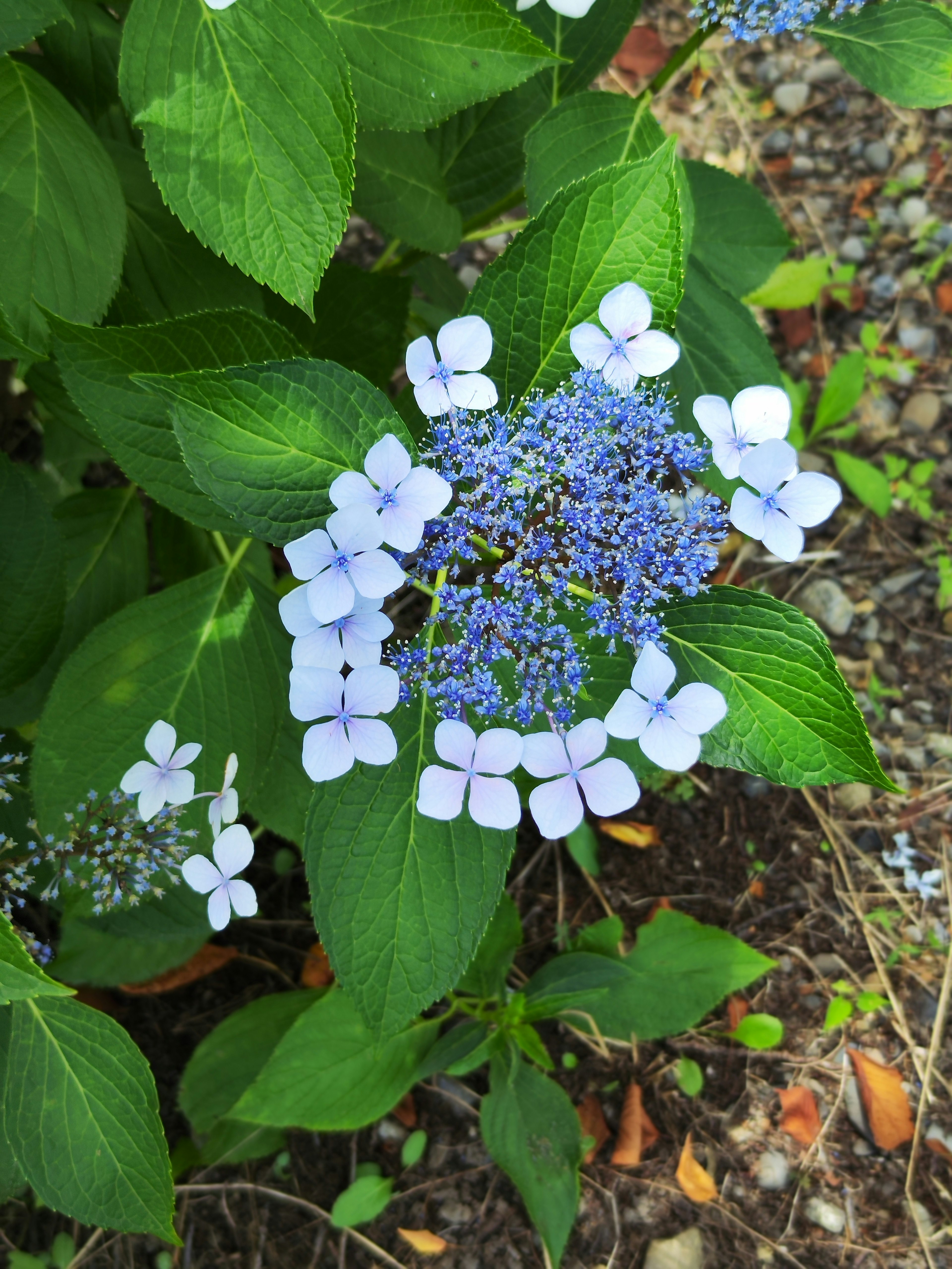 青い花と緑の葉を持つ植物のクローズアップ